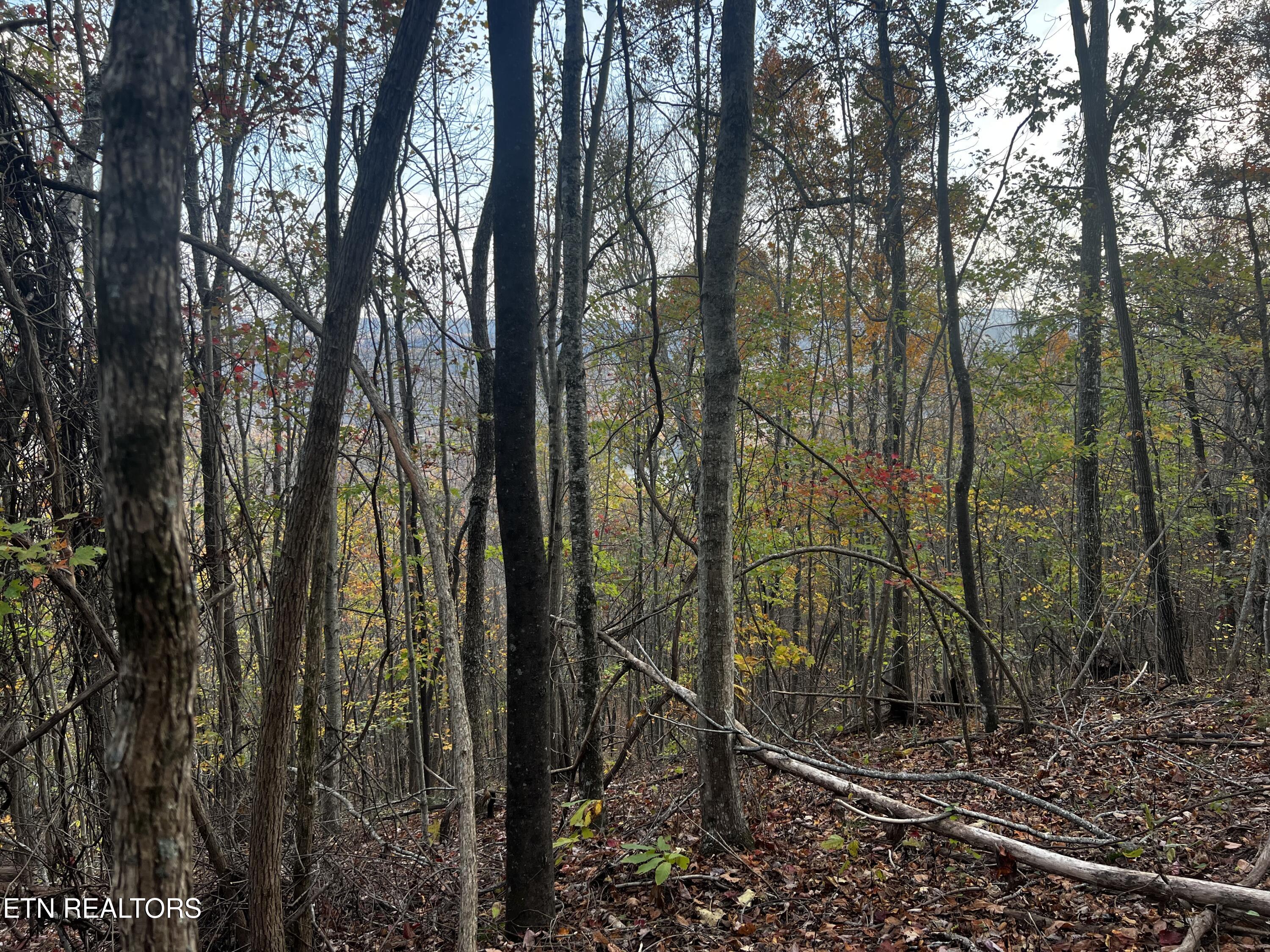 Lot 675 Chimney Rock Road New Tazewell, TN 37825 - Photo 11 of 44 Lot 675