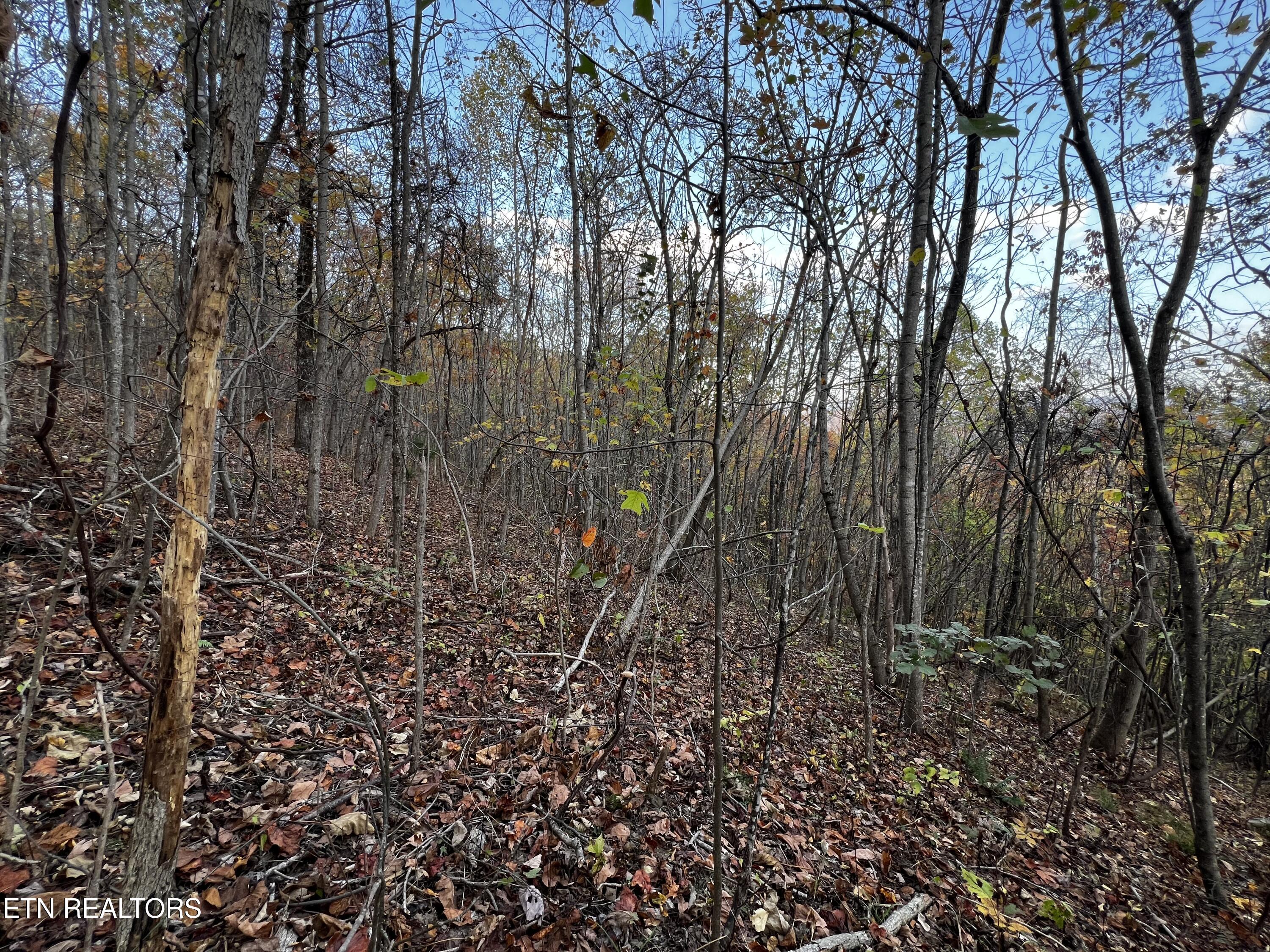 Lot 675 Chimney Rock Road New Tazewell, TN 37825 - Photo 14 of 44 Lot 675