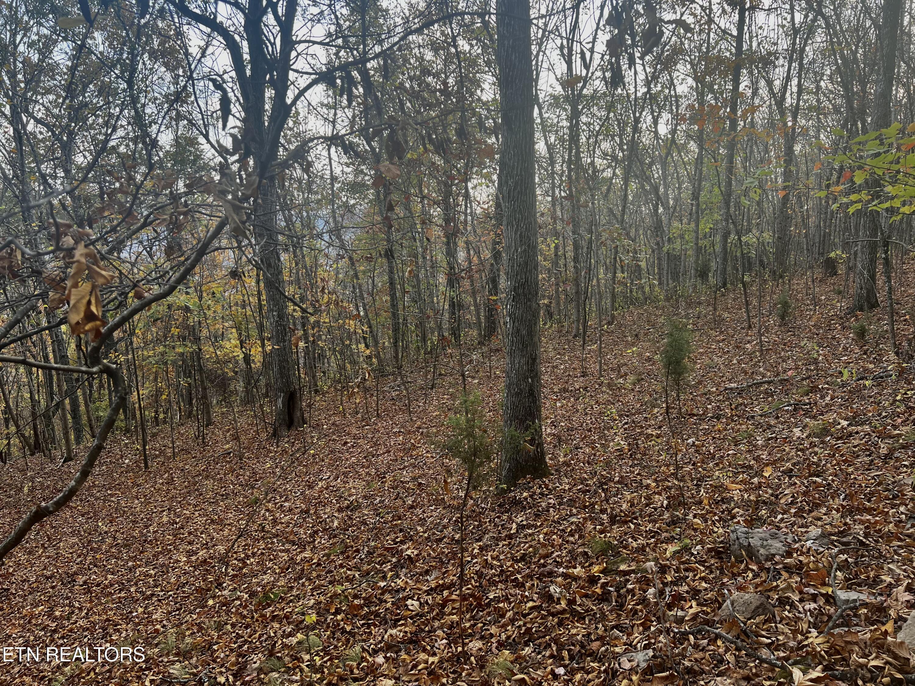 Lot 675 Chimney Rock Road New Tazewell, TN 37825 - Photo 15 of 44 Lot 675