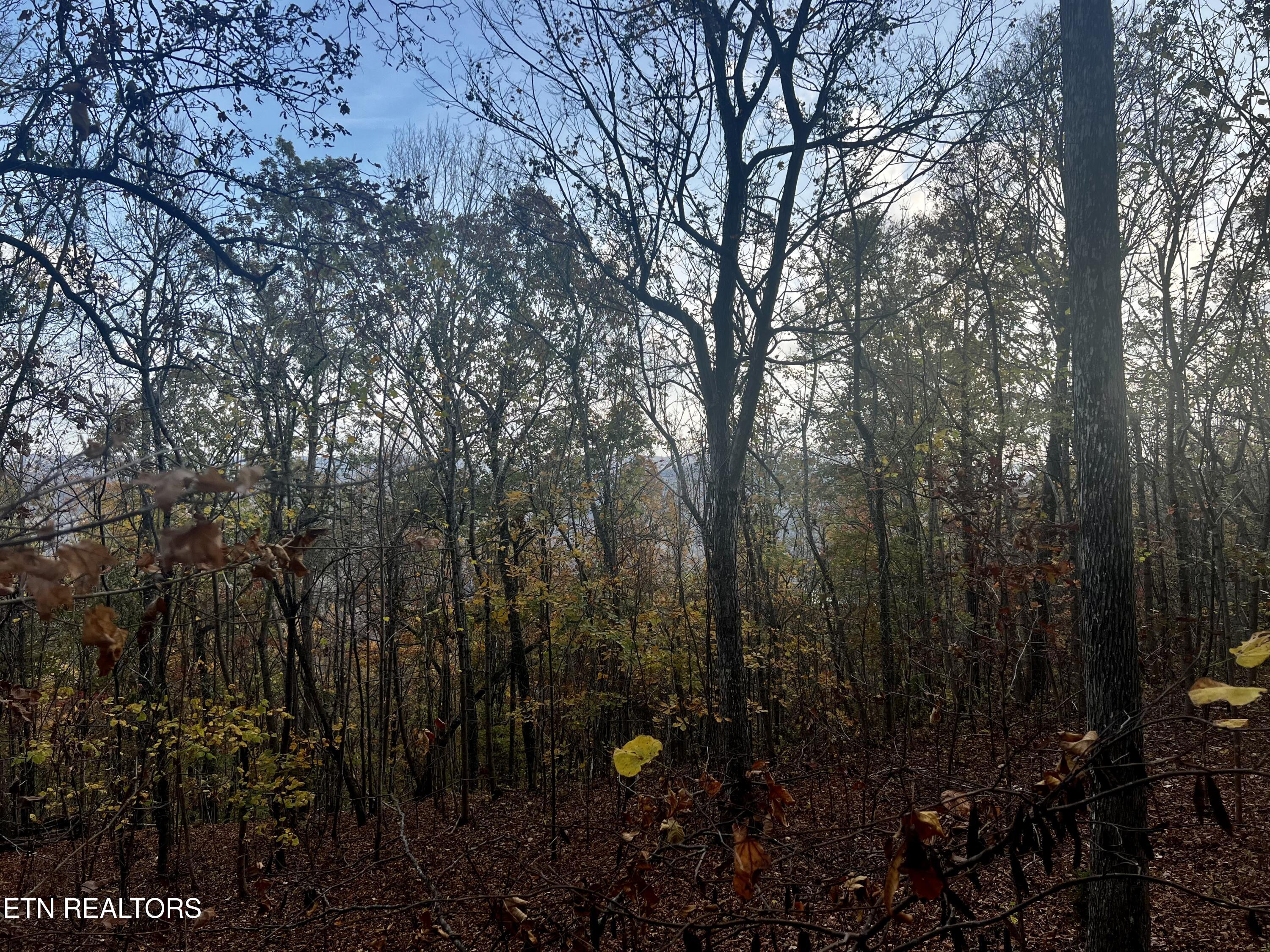 Lot 675 Chimney Rock Road New Tazewell, TN 37825 - Photo 16 of 44 Lot 675