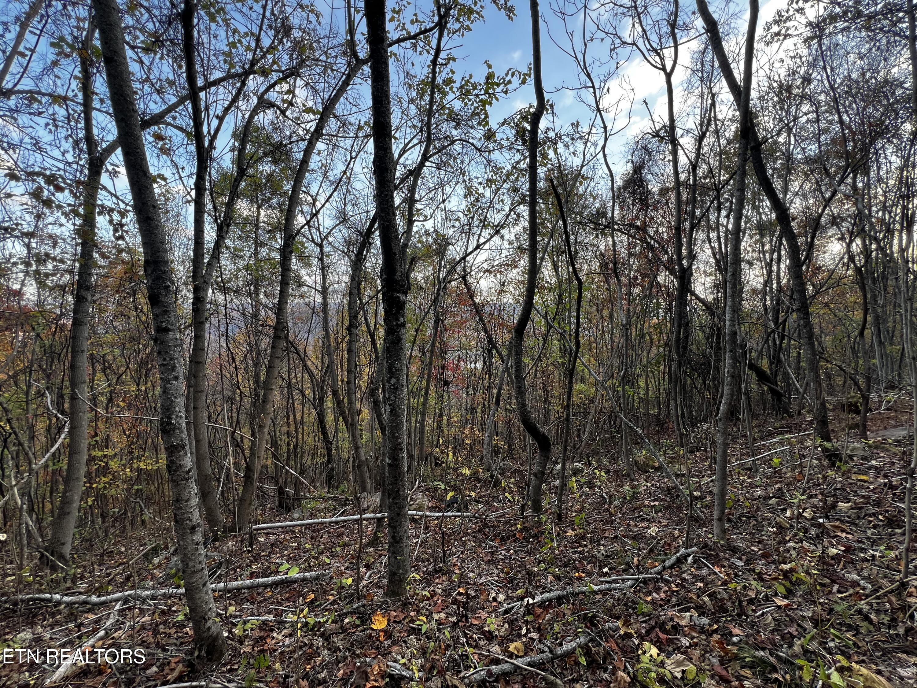 Lot 675 Chimney Rock Road New Tazewell, TN 37825 - Photo 17 of 44 Lot 675