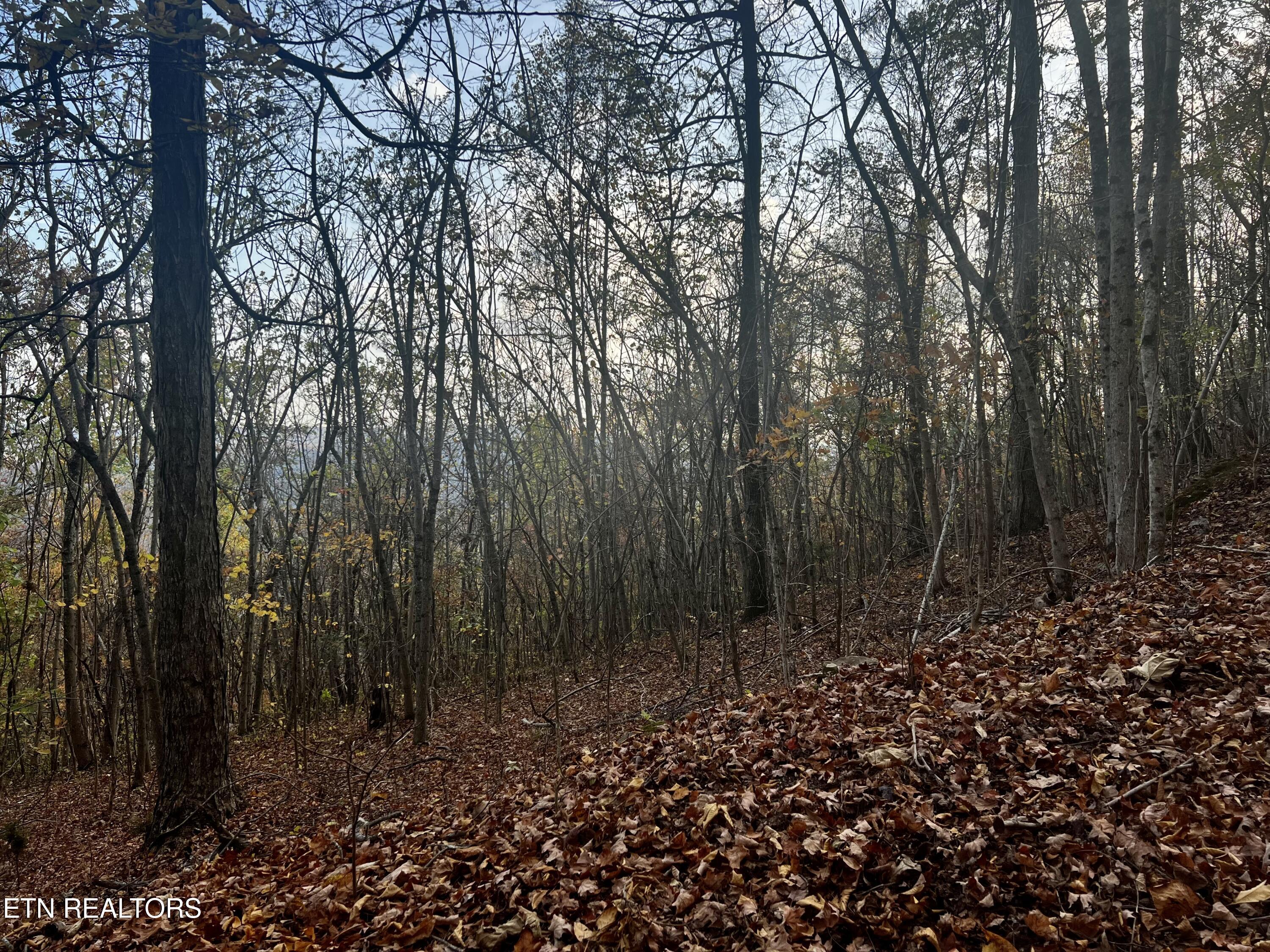 Lot 675 Chimney Rock Road New Tazewell, TN 37825 - Photo 21 of 44 Lot 675
