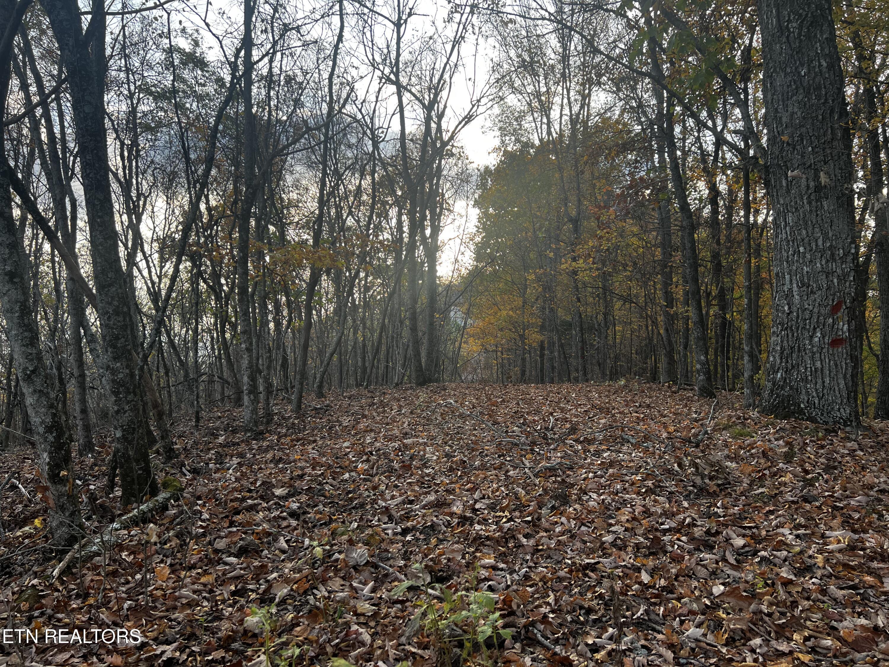 Lot 675 Chimney Rock Road New Tazewell, TN 37825 - Photo 4 of 44 Lot 675