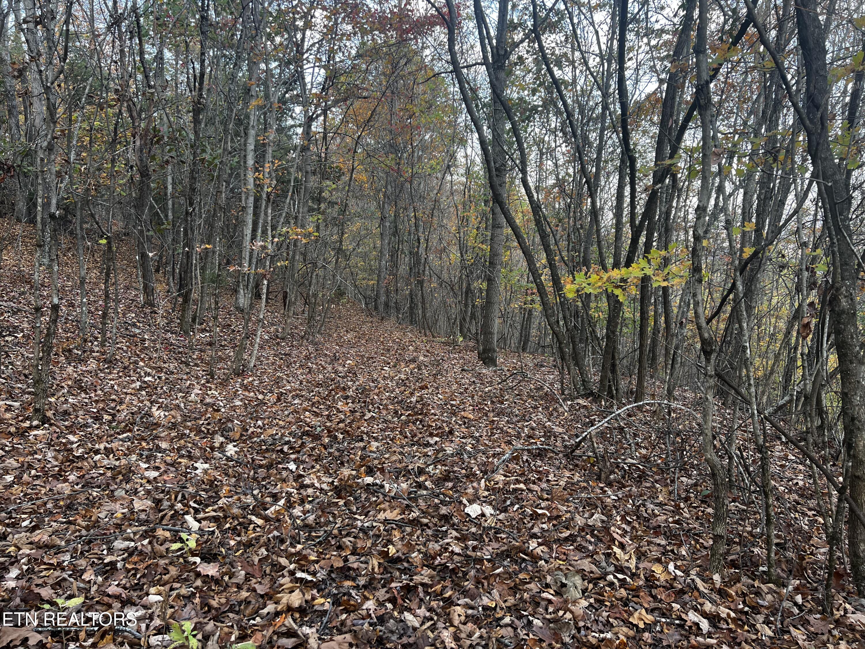 Lot 675 Chimney Rock Road New Tazewell, TN 37825 - Photo 5 of 44 Lot 675