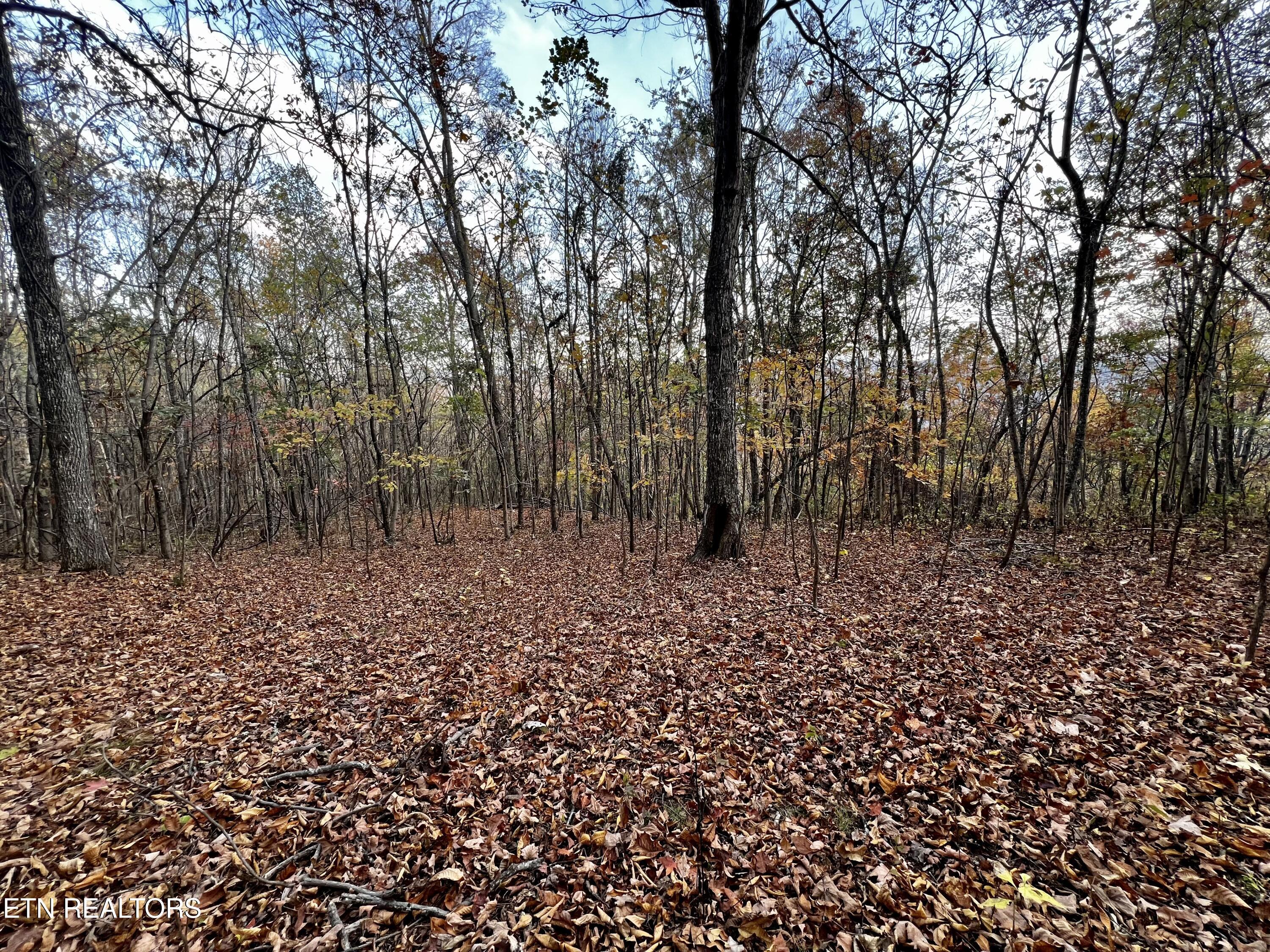 Lot 675 Chimney Rock Road New Tazewell, TN 37825 - Photo 6 of 44 Lot 675