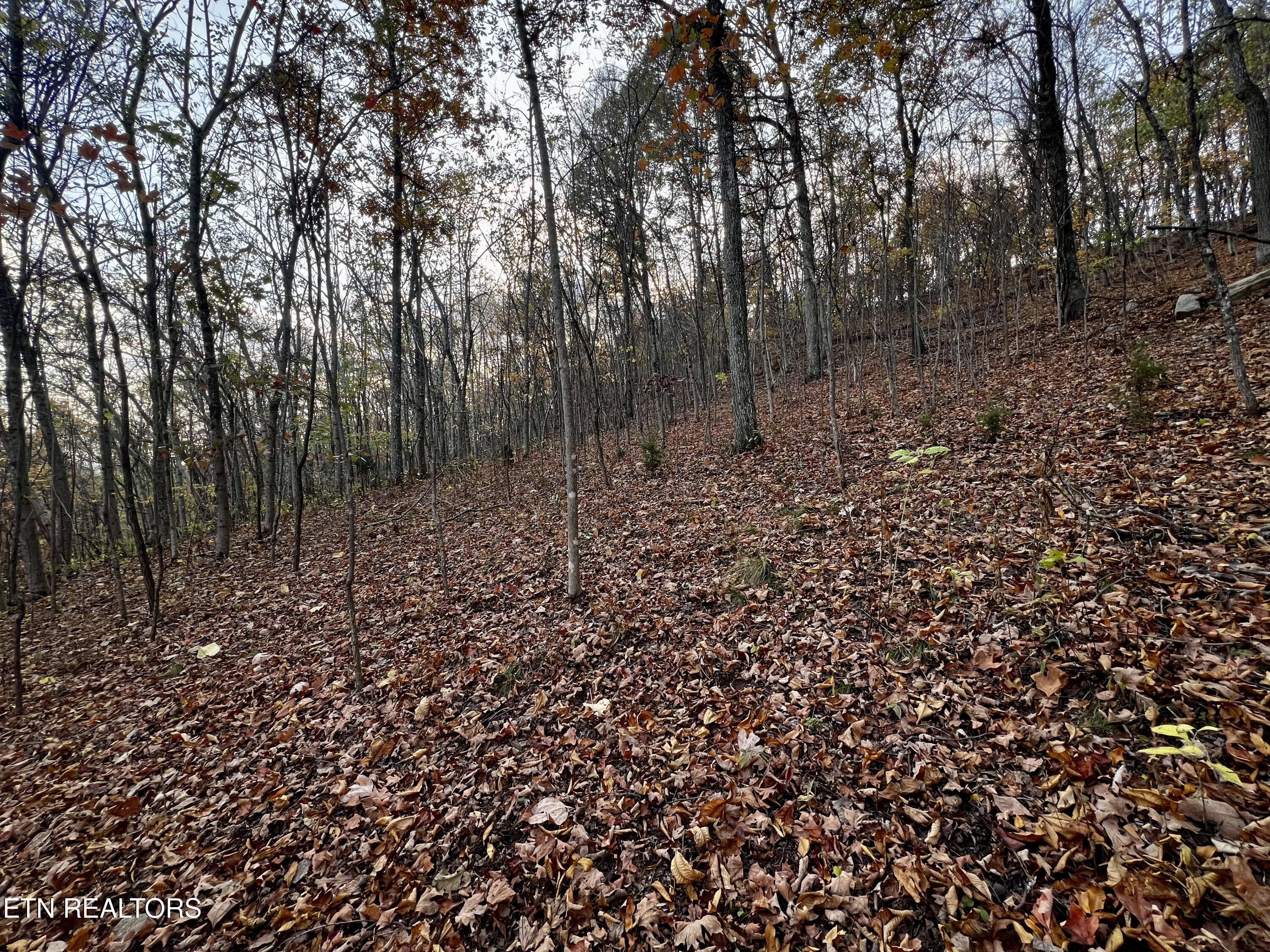 Lot 675 Chimney Rock Road New Tazewell, TN 37825 - Photo 7 of 44 Lot 675