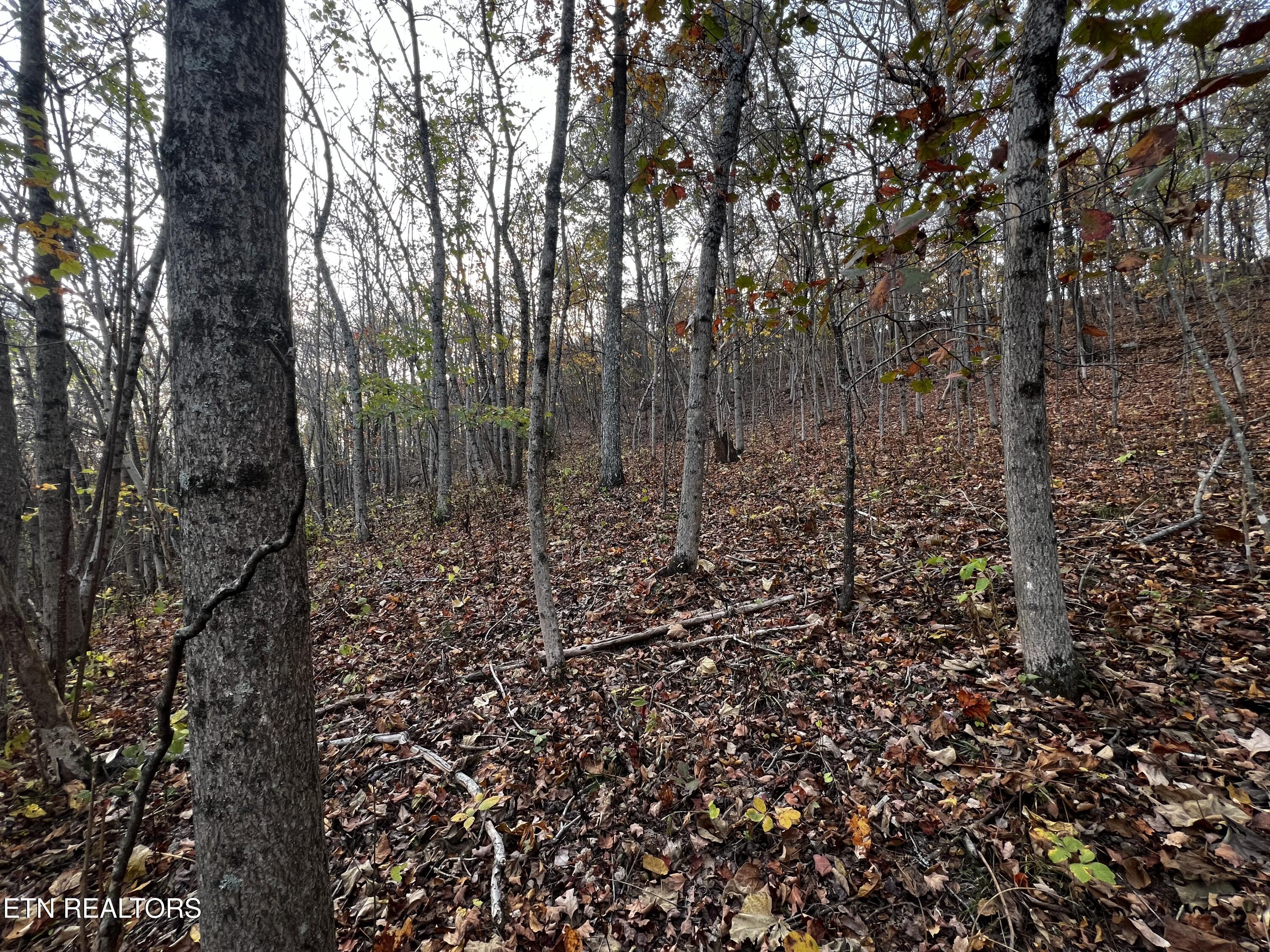 Lot 675 Chimney Rock Road New Tazewell, TN 37825 - Photo 8 of 44 Lot 675