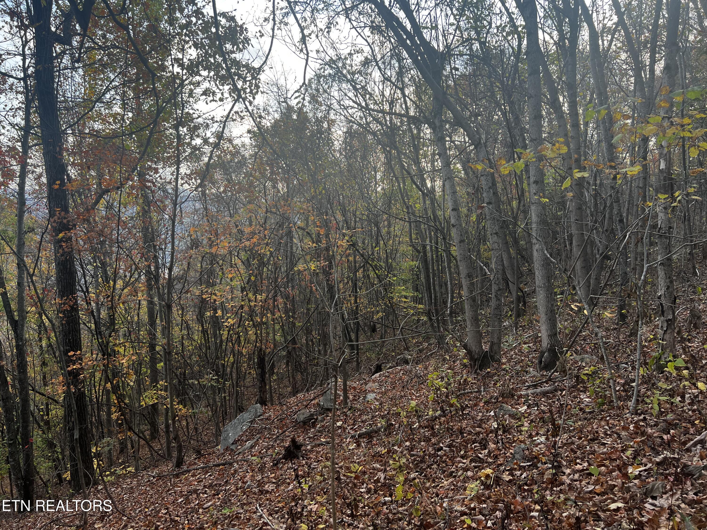 Lot 675 Chimney Rock Road New Tazewell, TN 37825 - Photo 9 of 44 Lot 675