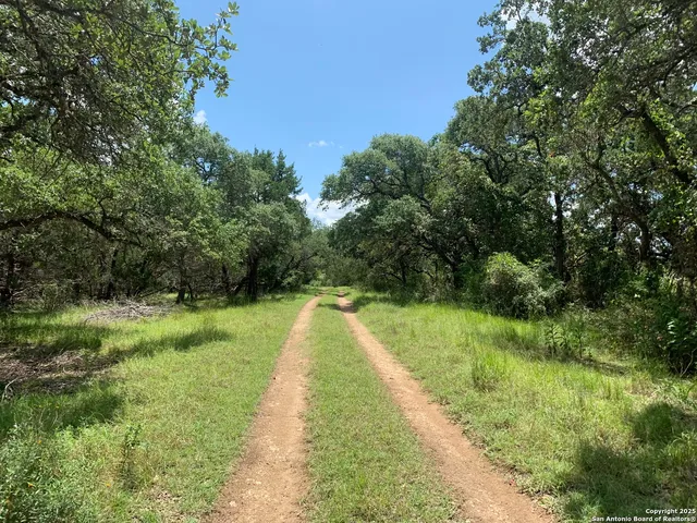 a view of a yard with a large trees