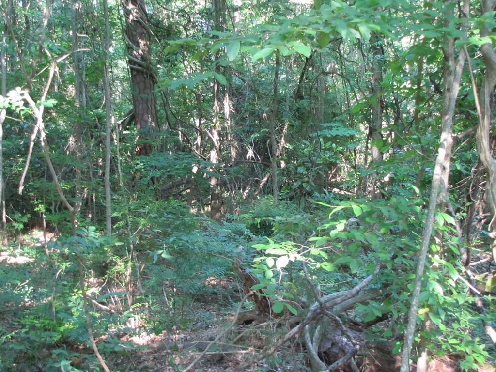 0 Sturges Road Hamilton, GA 31811 - Photo 21 of 36 Gallery Image 21