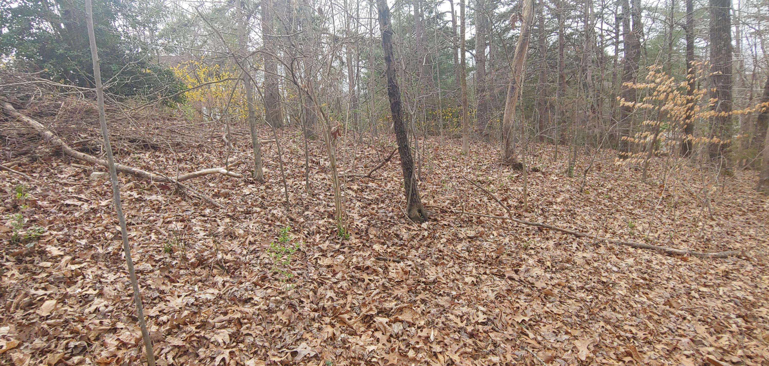 101 Hendrix Drive Oak Ridge, TN 37830 - Photo 3 of 4 0314211406a