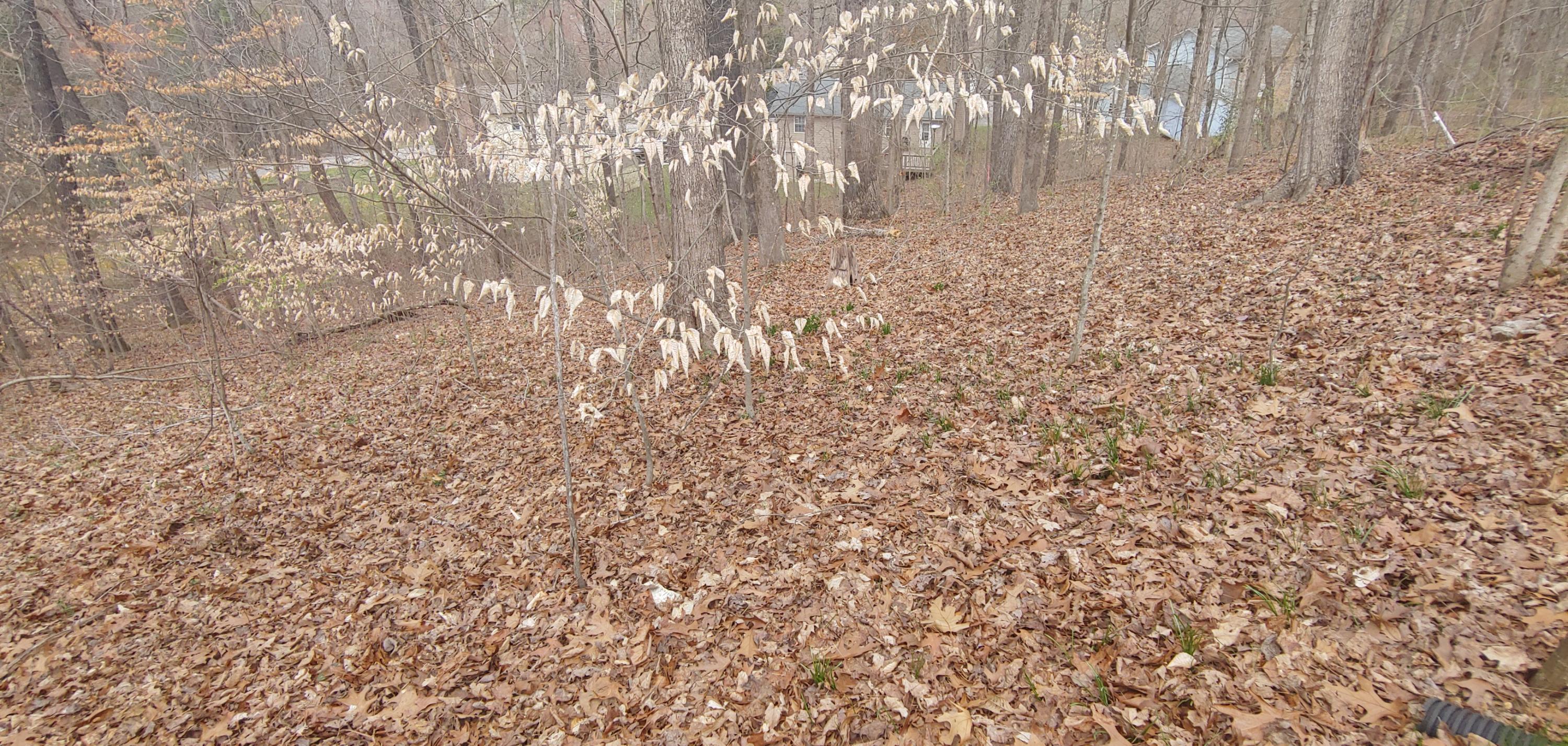 101 Hendrix Drive Oak Ridge, TN 37830 - Photo 4 of 4 0314211406