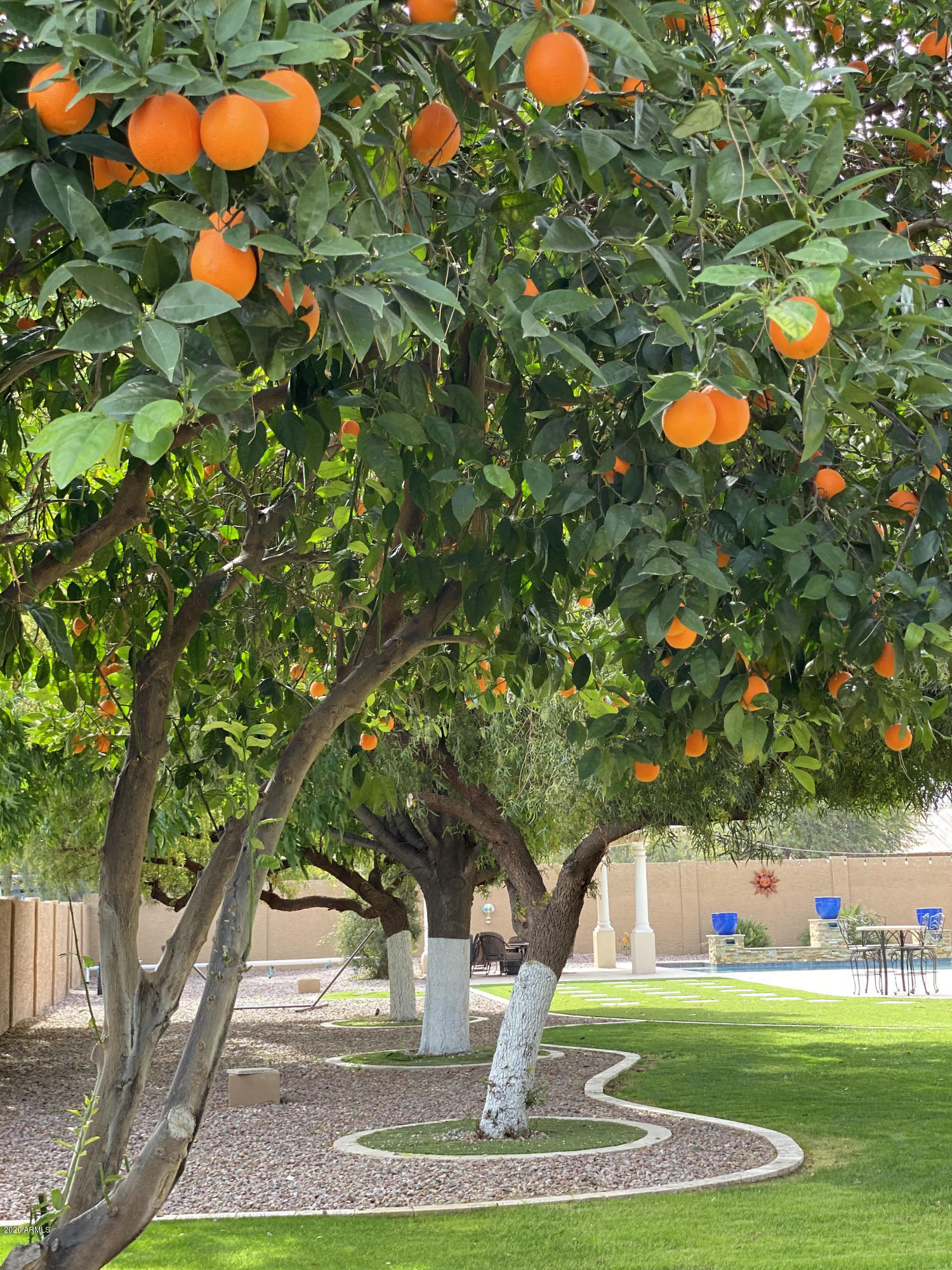 21203 South Lindsay Road Gilbert, AZ 85298 - Photo 43 of 64 Citrus trees on the property
