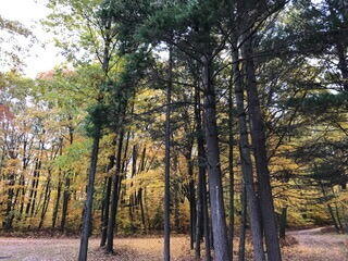 6325 Big Bay Road Bear Lake, MI 49614 - Photo 24 of 58 thumbnail_4953441775010167815 (1)