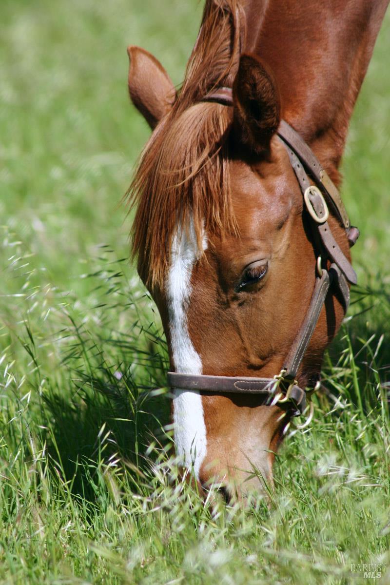 3800 Piru Canyon Road Piru, CA 93040 - Photo 24 of 65
