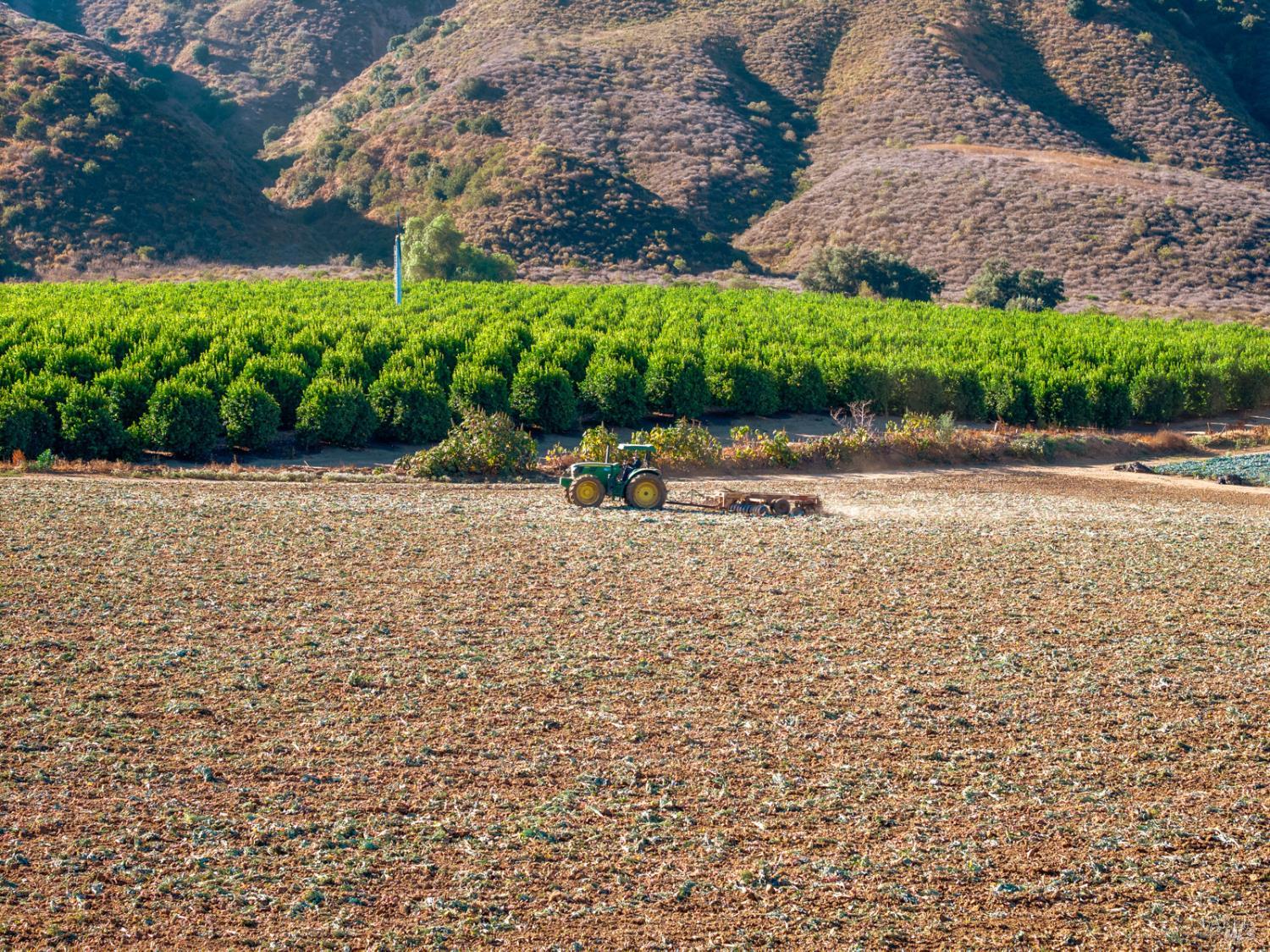 3800 Piru Canyon Road Piru, CA 93040 - Photo 41 of 65 a view of a yard with plants
