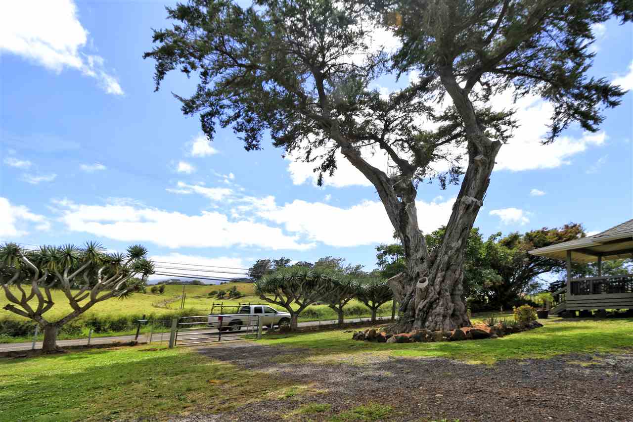 2736 Kaupakalua Road Haiku, HI 96708 - Photo 14 of 30 a view of outdoor space with garden and trees