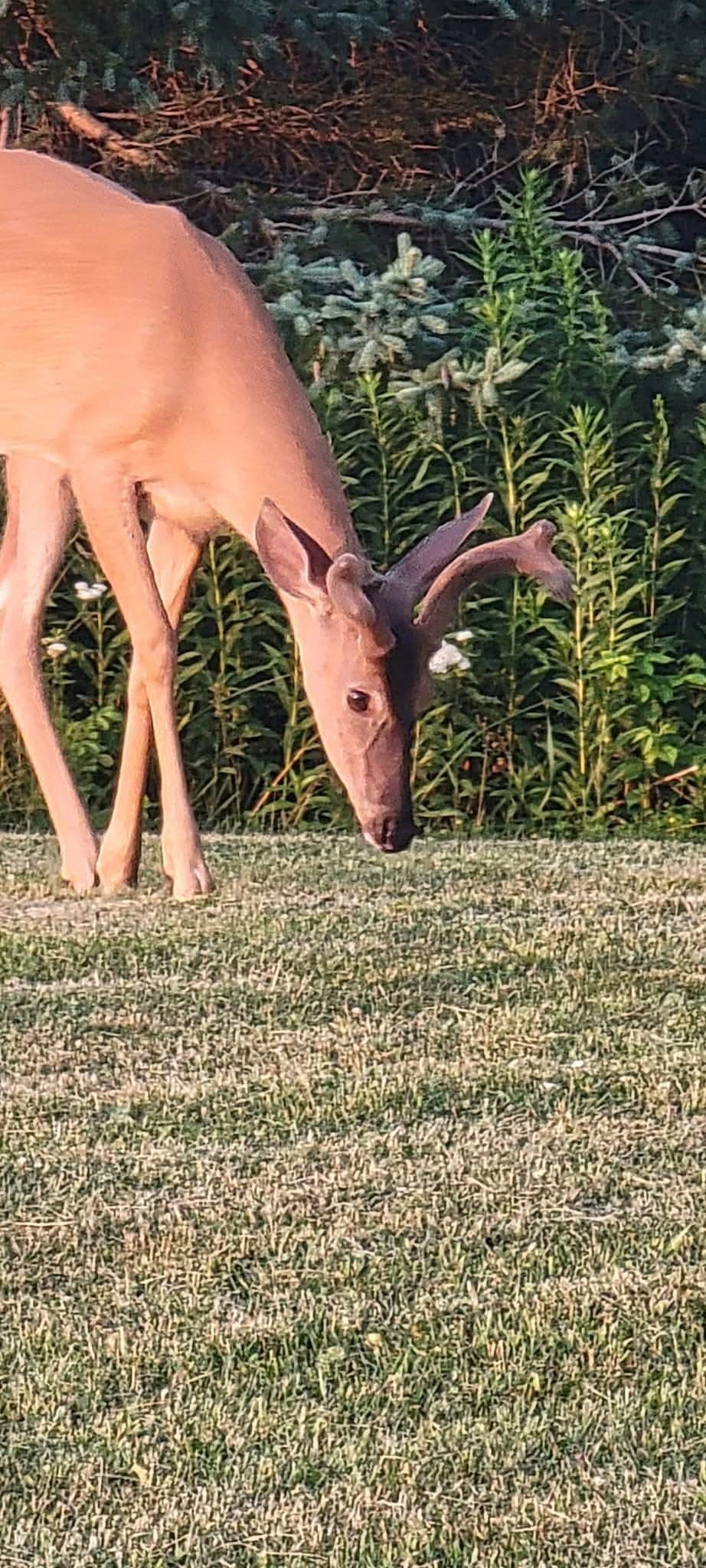 3968 County Rd U South Range, WI 54874 - Photo 24 of 35 Deer on this property