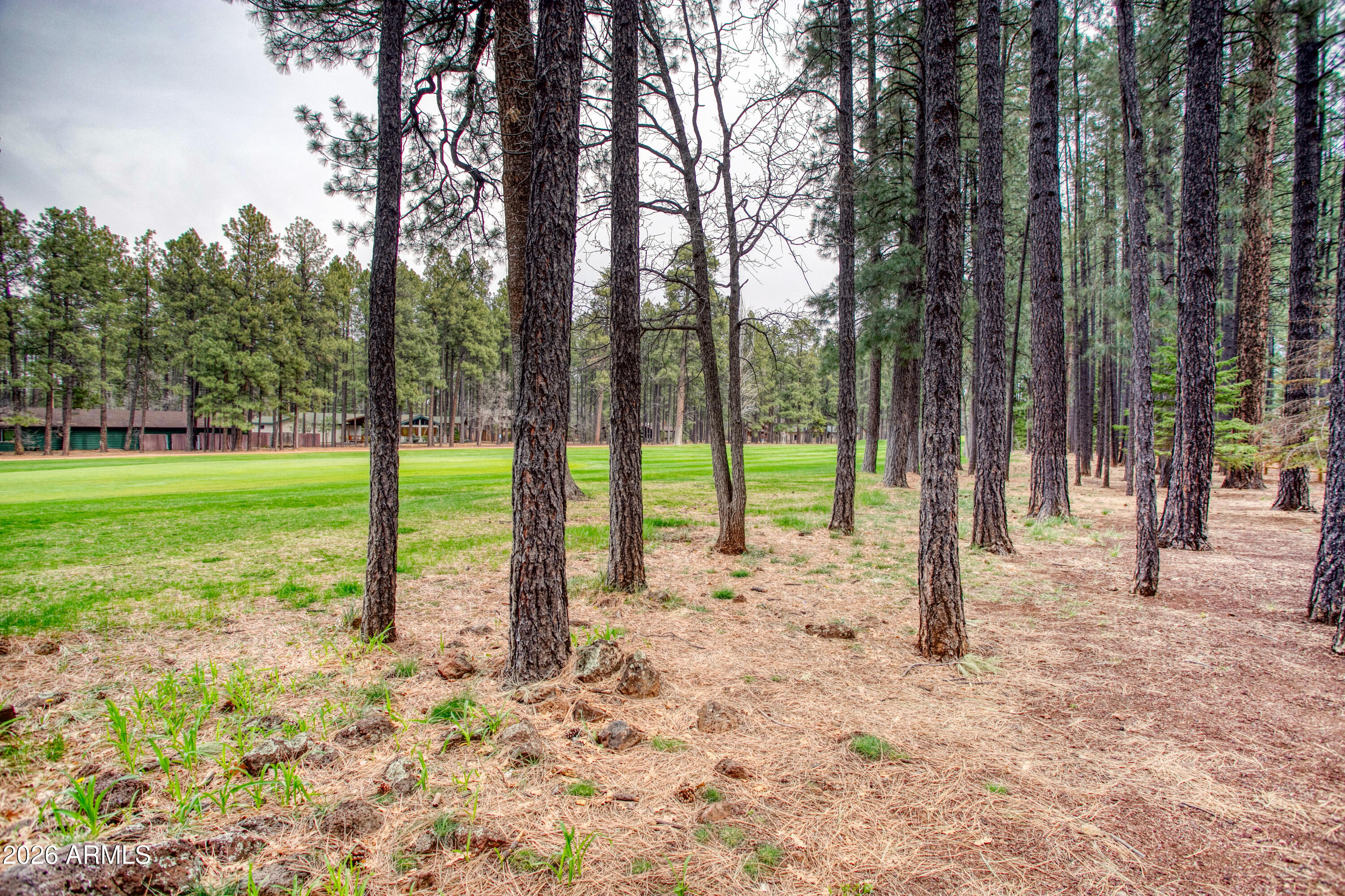 7414 Geronimo Road Pinetop, AZ 85935 - Photo 64 of 67 a view of a yard with a tree