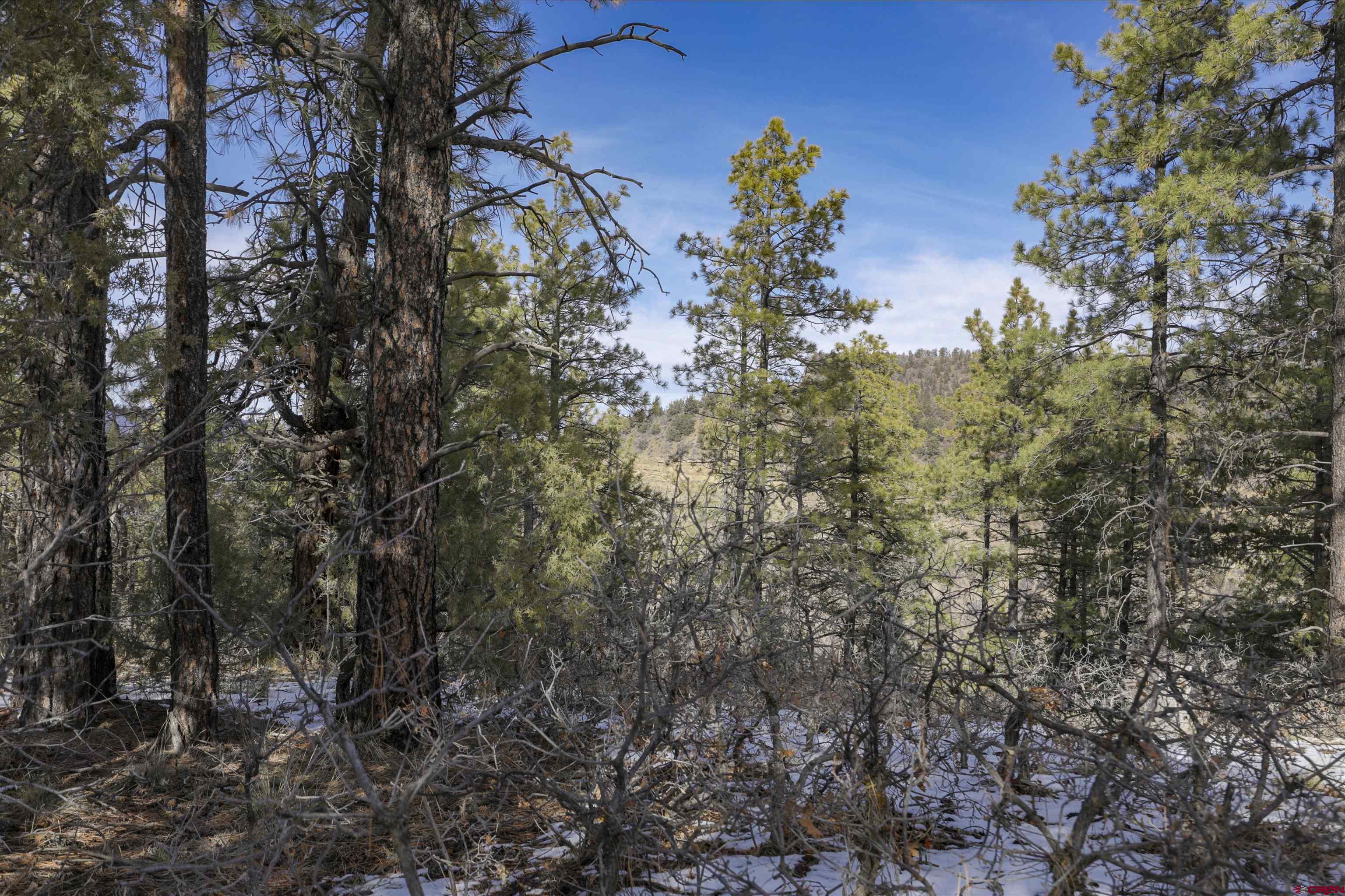 783 Gun Barrel Road Pagosa Springs, CO 81147 - Photo 12 of 28 a view of a forest