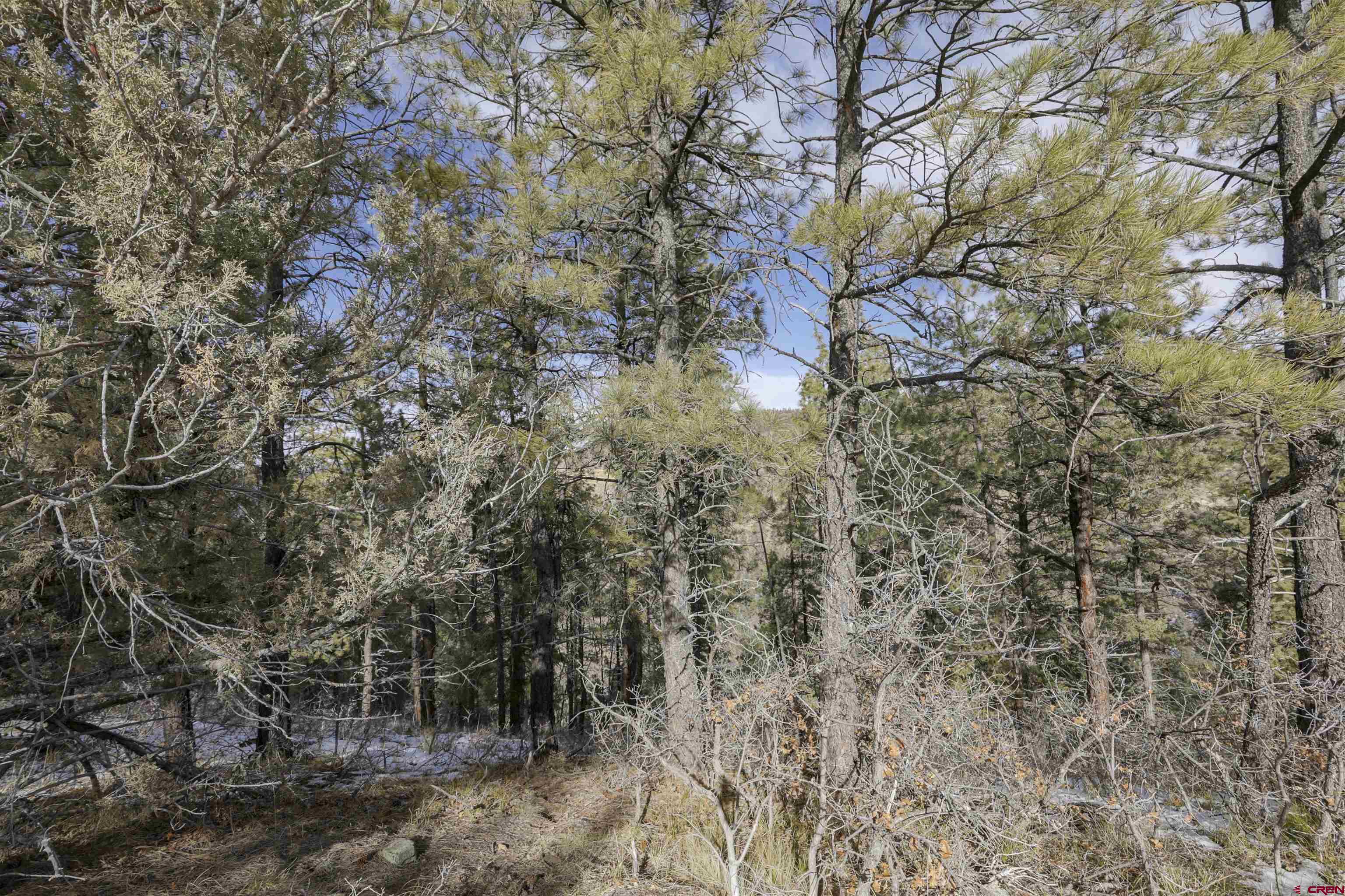 783 Gun Barrel Road Pagosa Springs, CO 81147 - Photo 17 of 28 a picture of tree