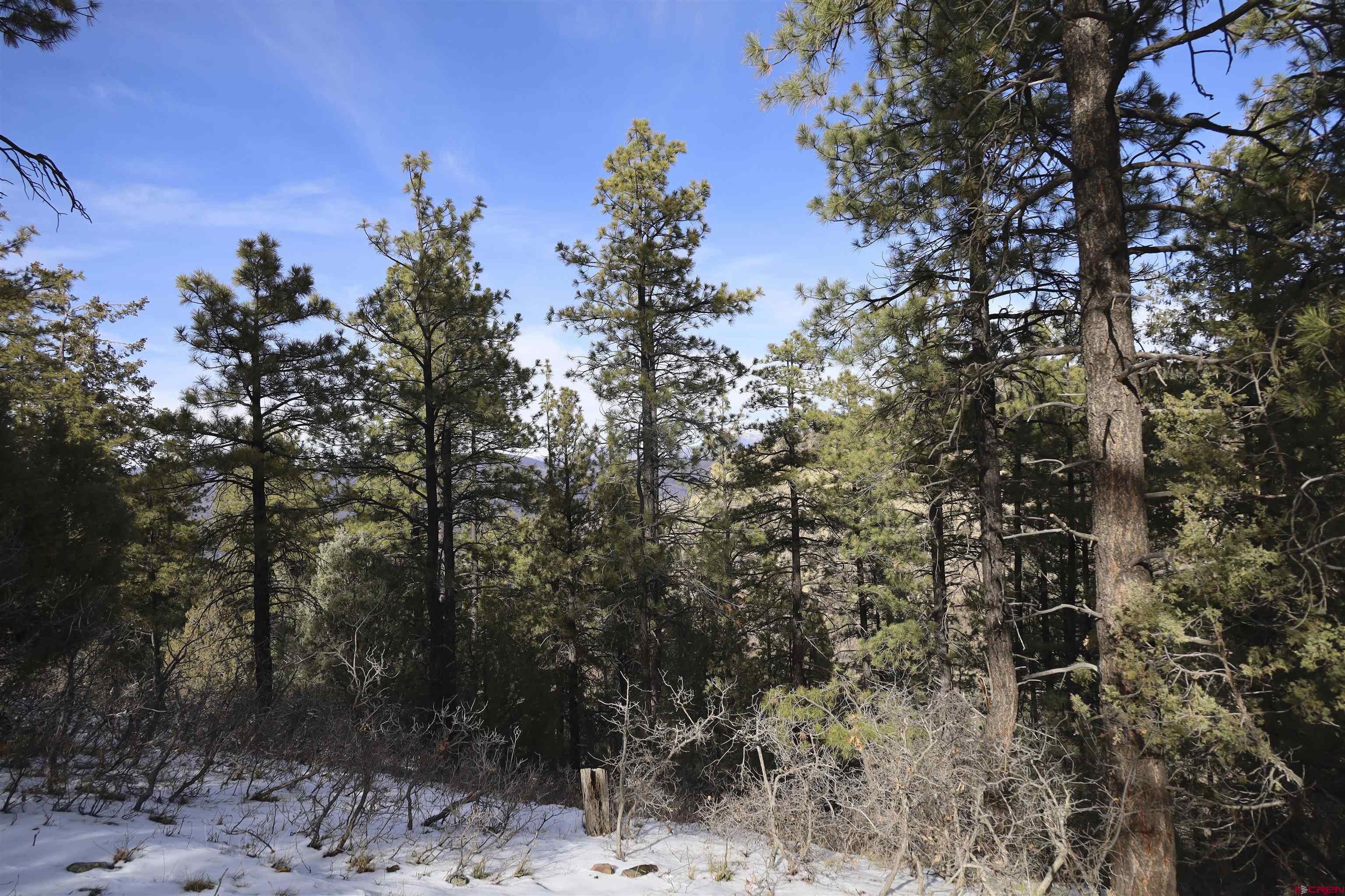 783 Gun Barrel Road Pagosa Springs, CO 81147 - Photo 18 of 28 a view of a forest with a tree