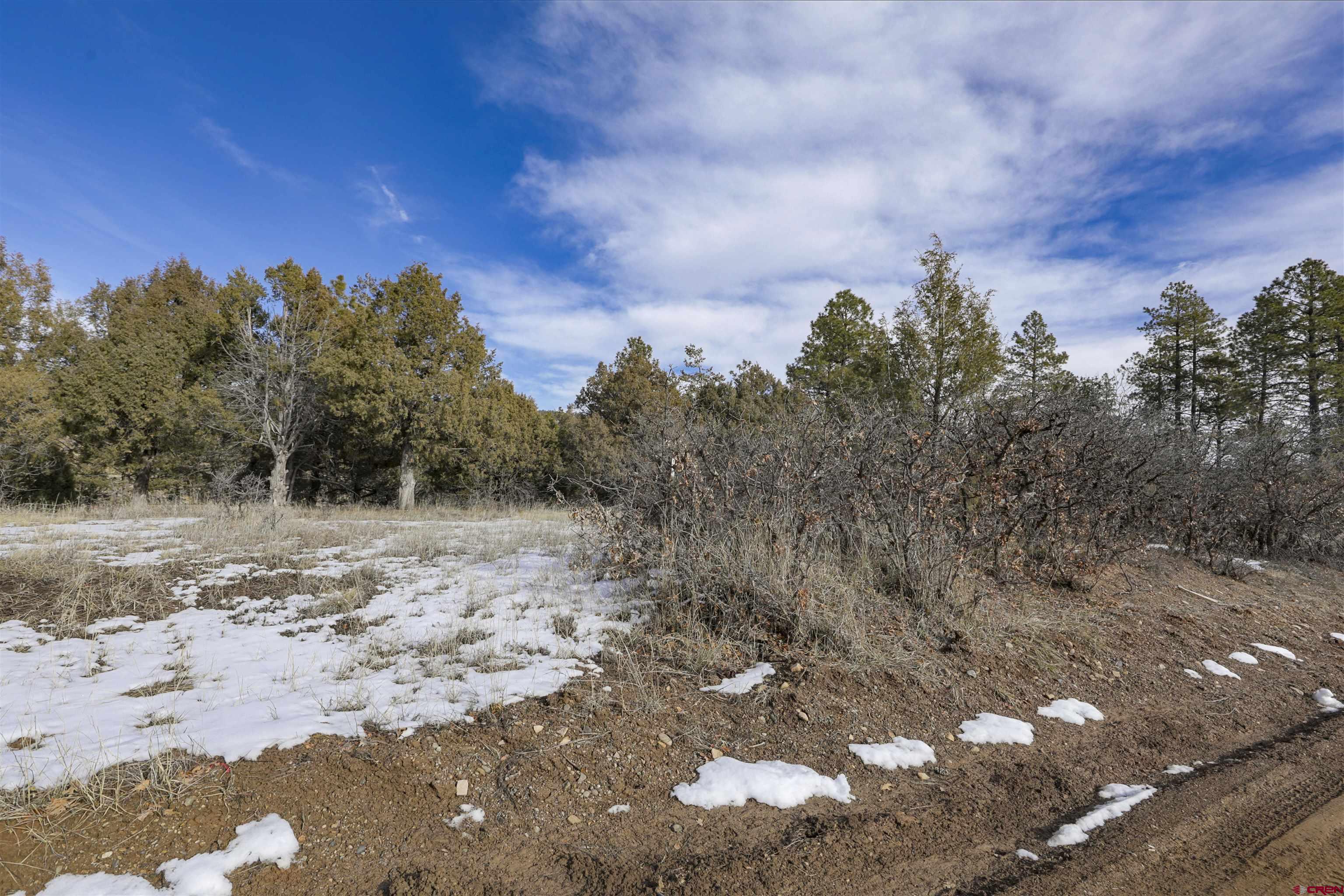 783 Gun Barrel Road Pagosa Springs, CO 81147 - Photo 9 of 28 a view of a dry yard with trees in the background