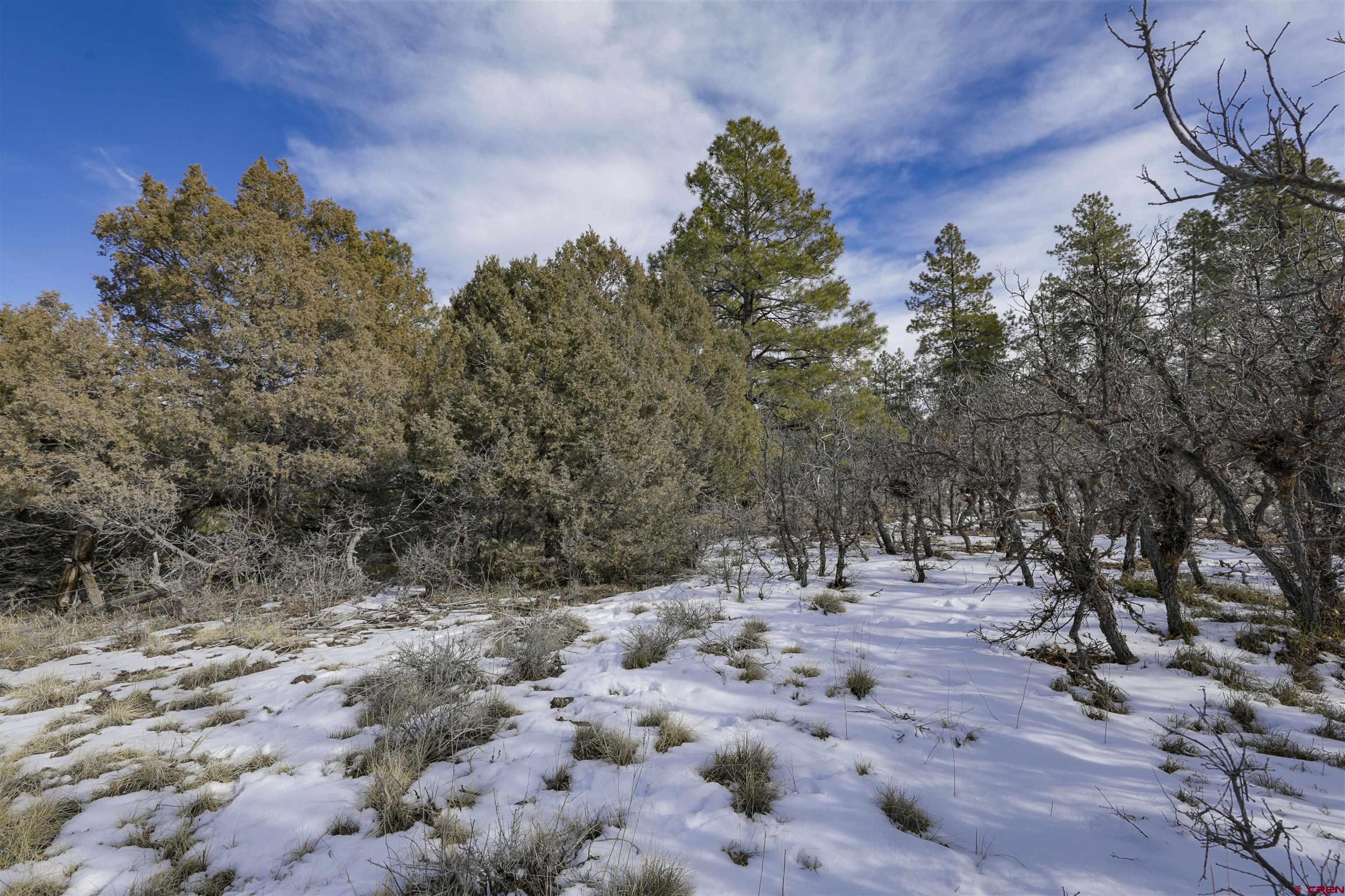 783 Gun Barrel Road Pagosa Springs, CO 81147 - Photo 10 of 28 a view of a forest with trees