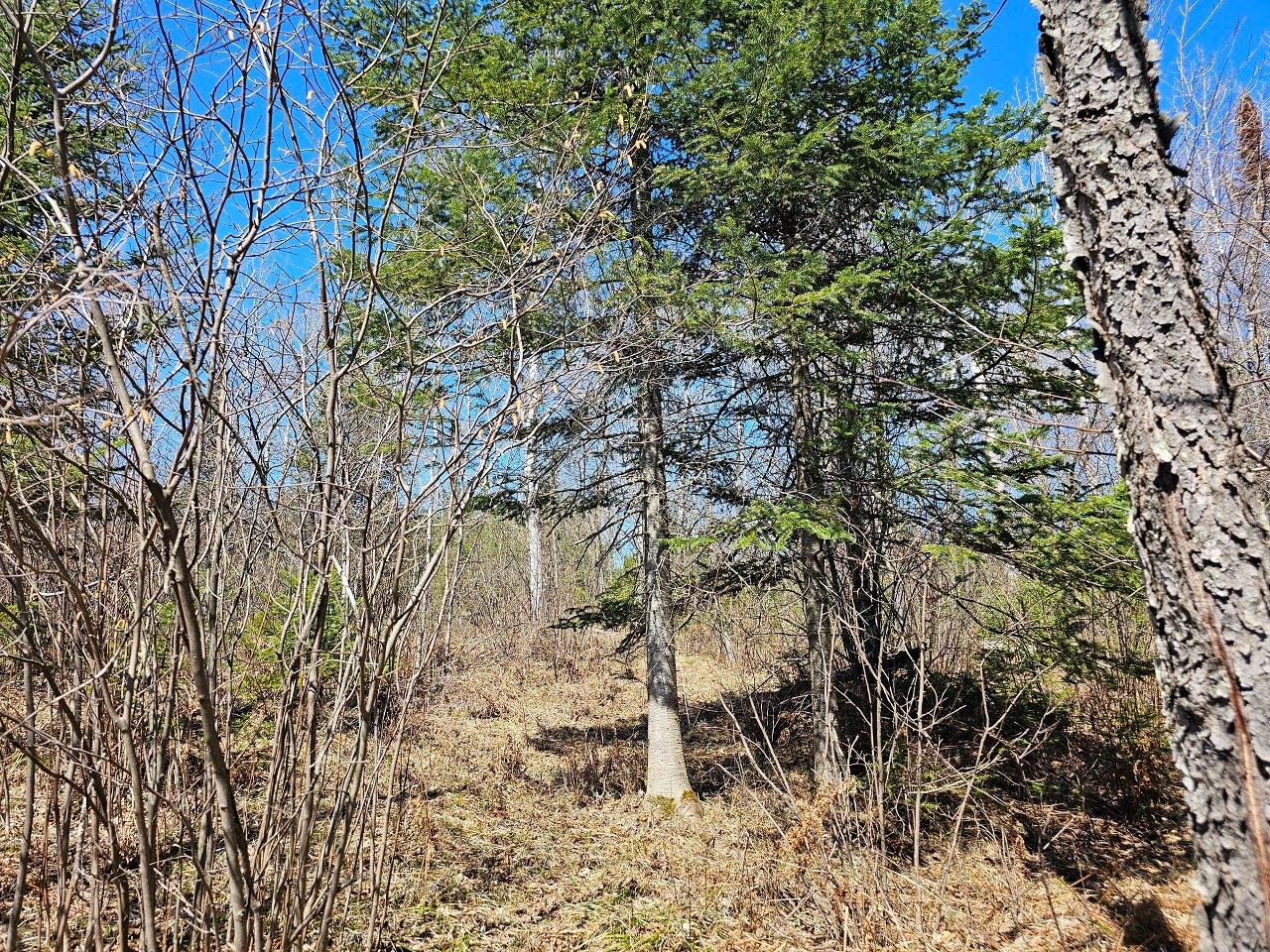 Lot 9 Weber Lake Road Mercer, WI 54547 - Photo 12 of 15 Gallery Image 12