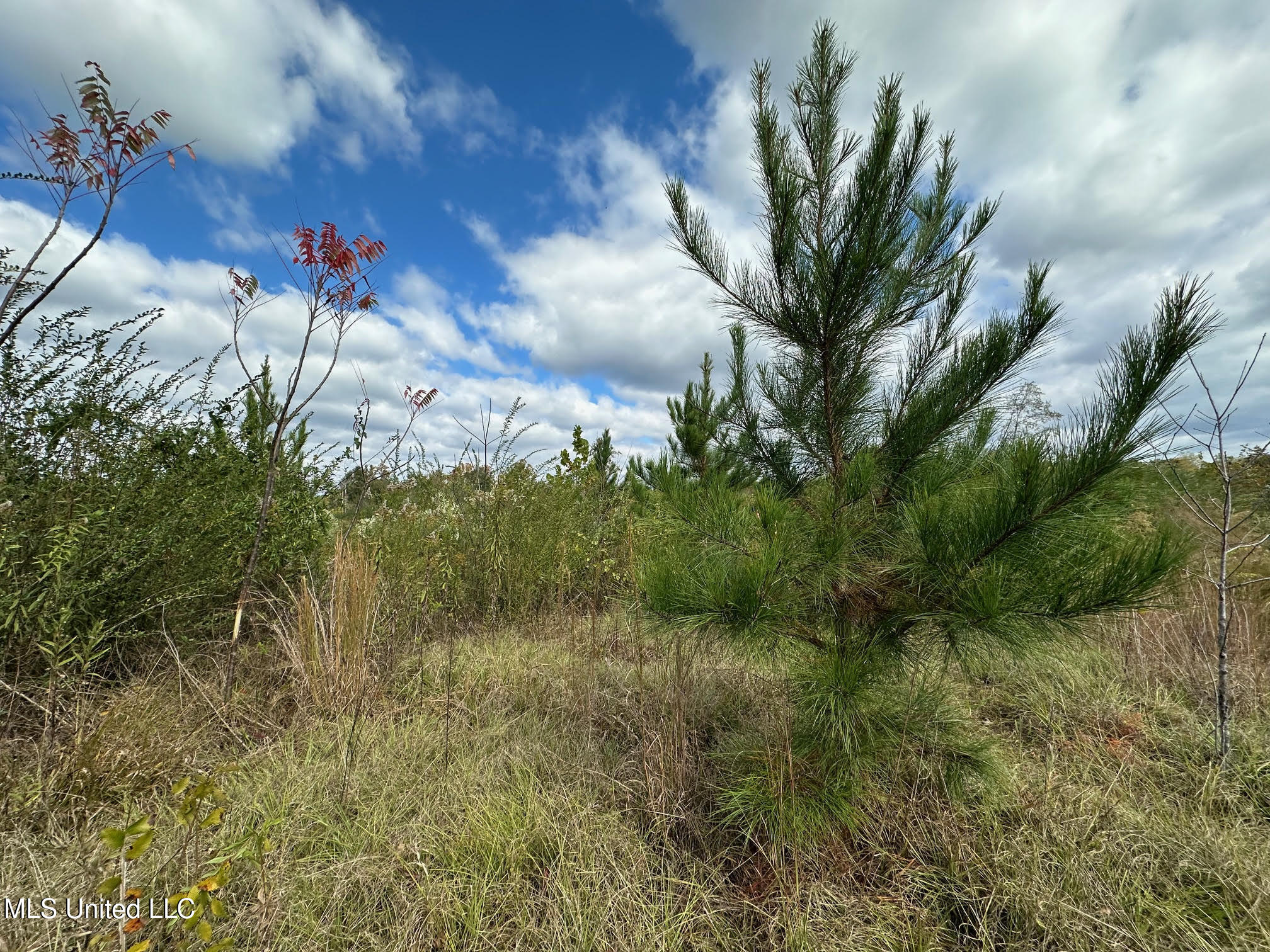 0 County Road 472 Pinola, MS 39149 - Photo 23 of 94 22