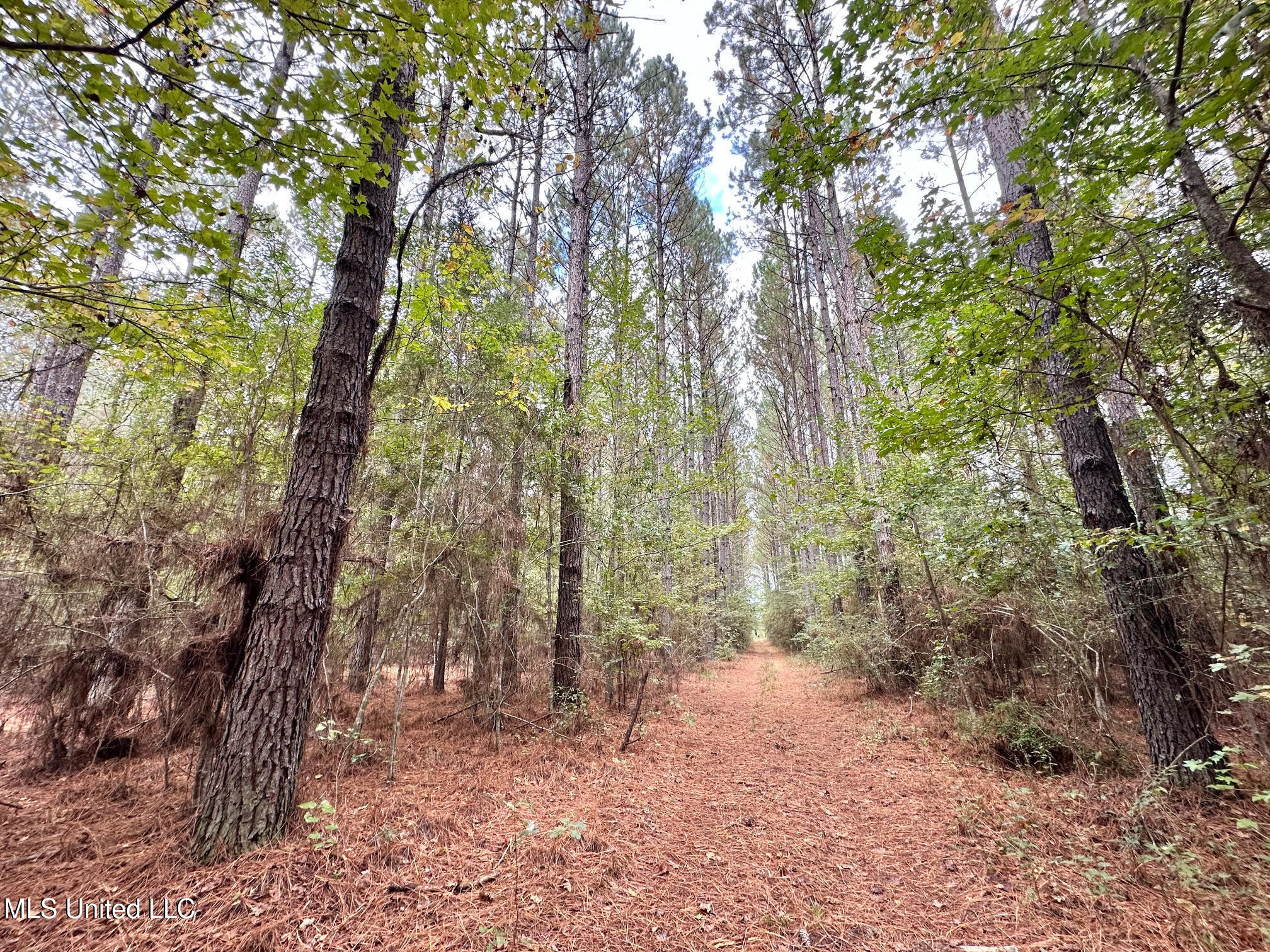 0 County Road 472 Pinola, MS 39149 - Photo 33 of 94 32