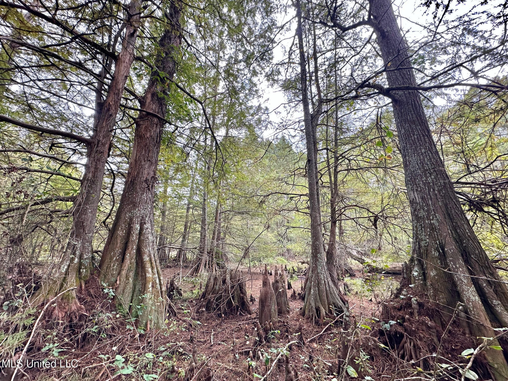 0 County Road 472 Pinola, MS 39149 - Photo 43 of 94 42