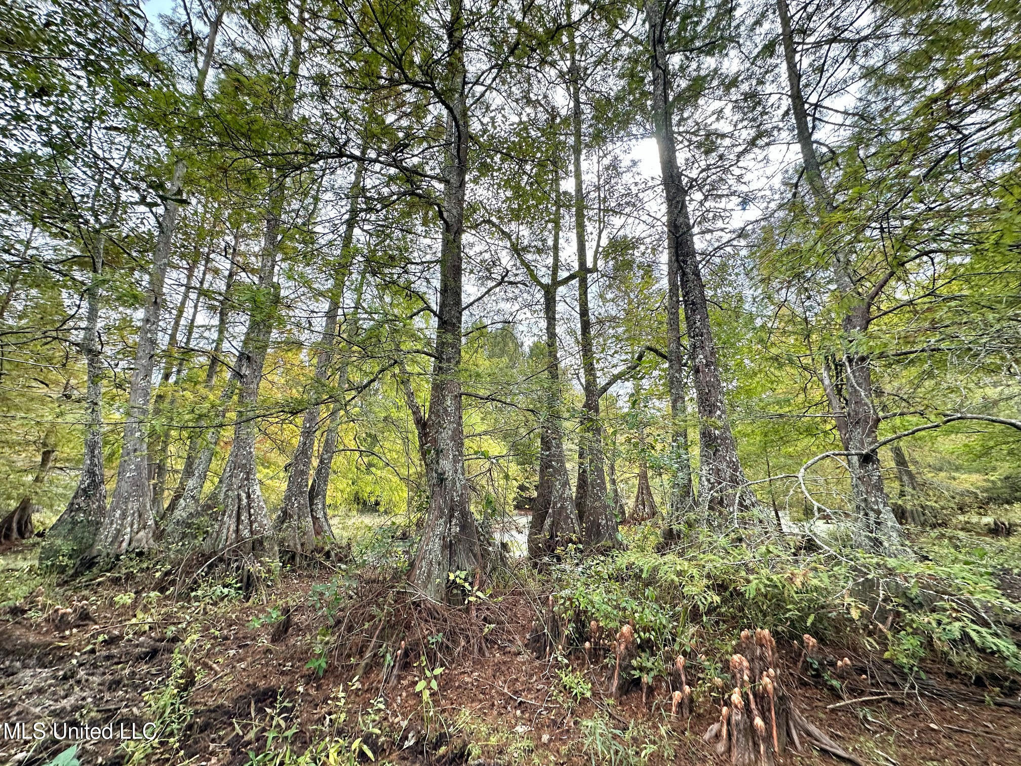 0 County Road 472 Pinola, MS 39149 - Photo 46 of 94 45