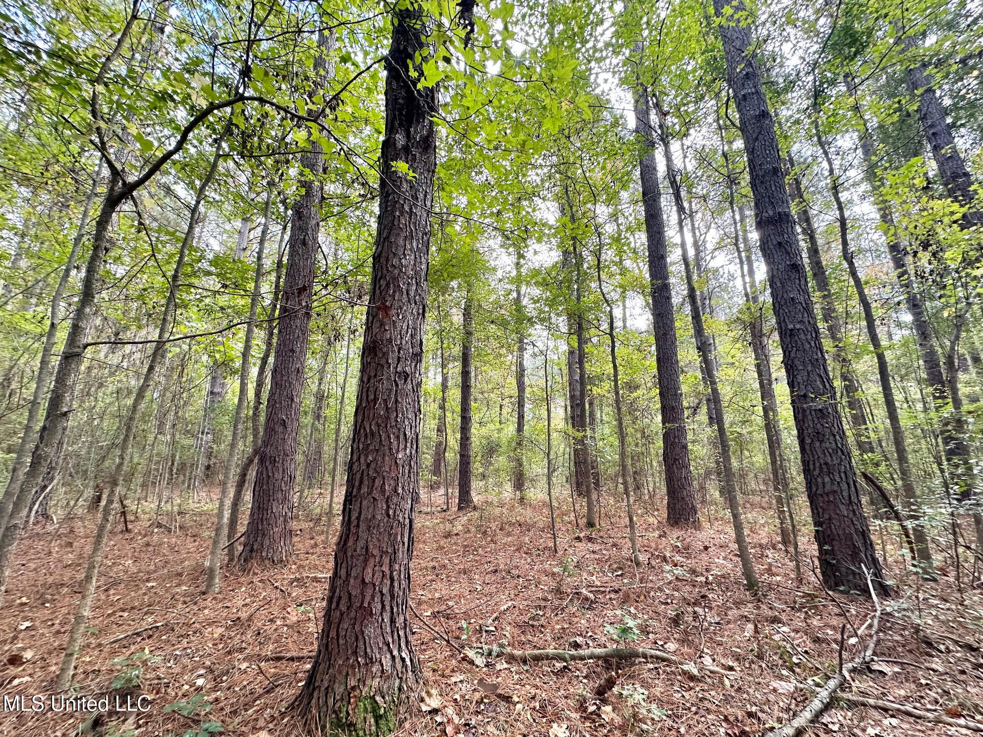 0 County Road 472 Pinola, MS 39149 - Photo 51 of 94 50