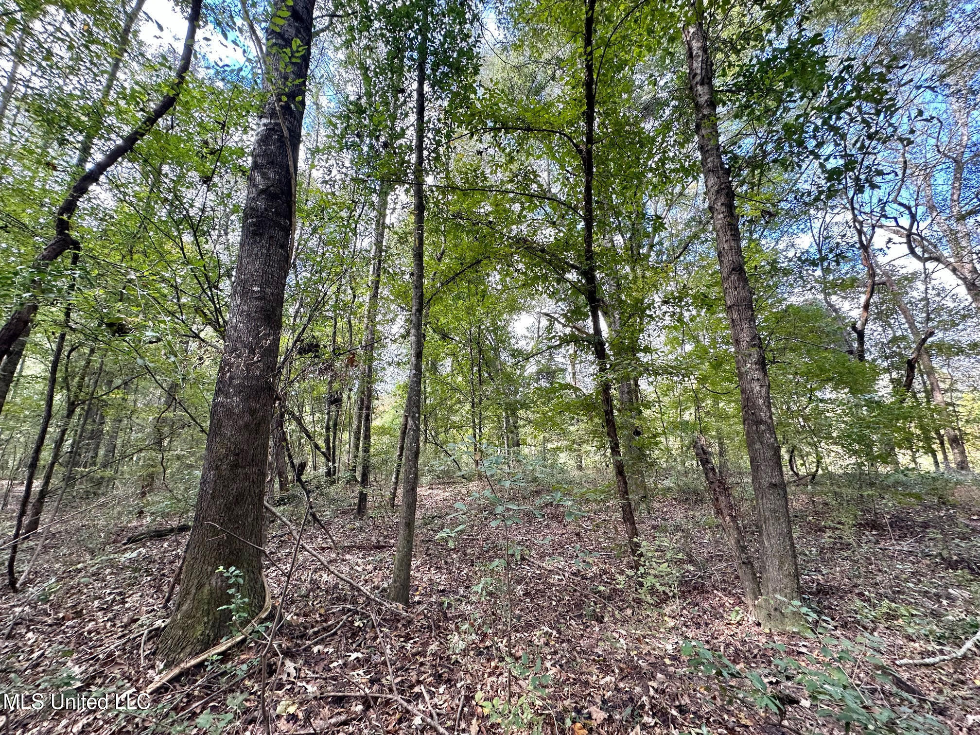 0 County Road 472 Pinola, MS 39149 - Photo 55 of 94 54