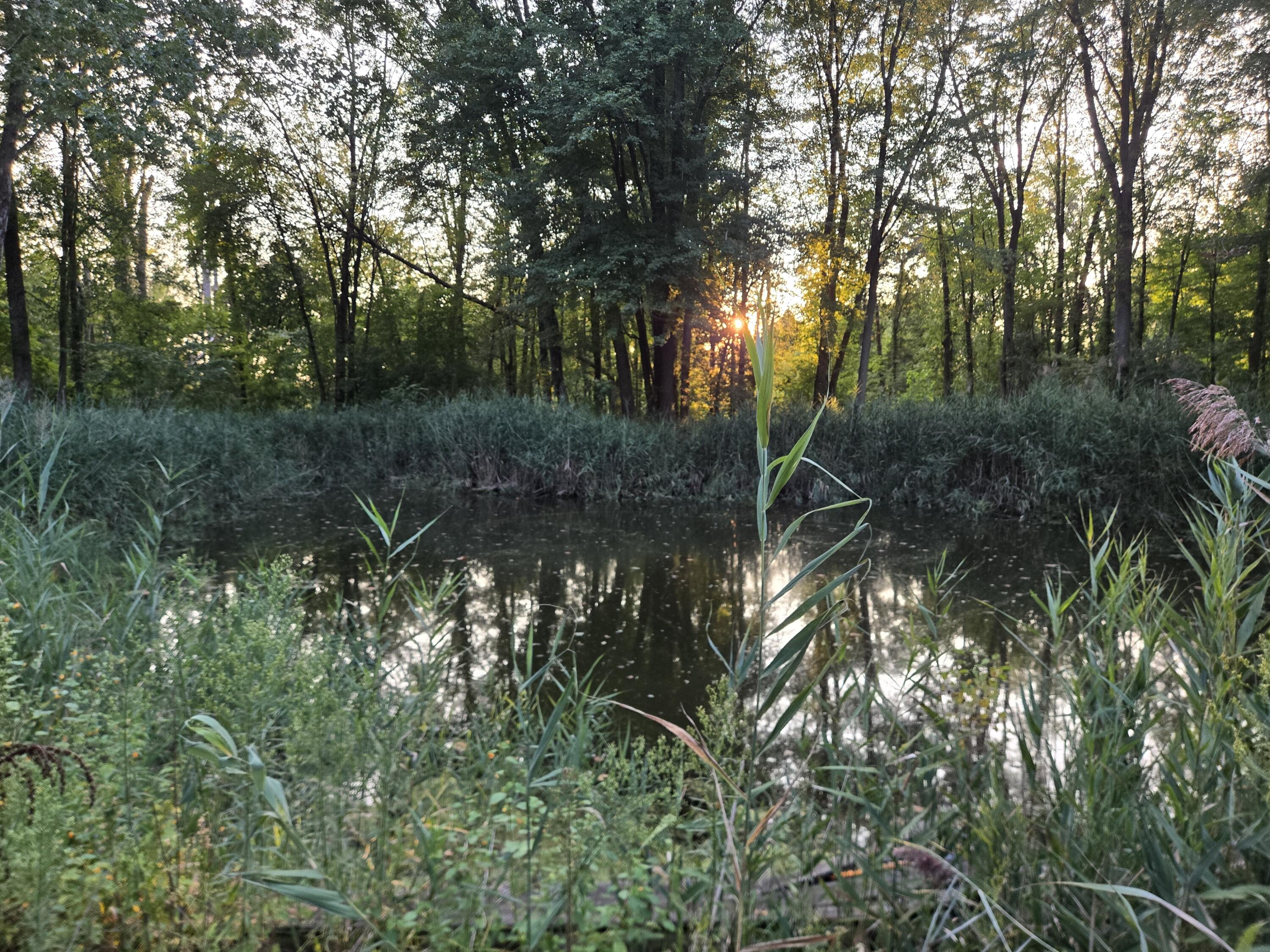 769 Kosmerick Road Bronson, MI 49028 - Photo 72 of 114 pond