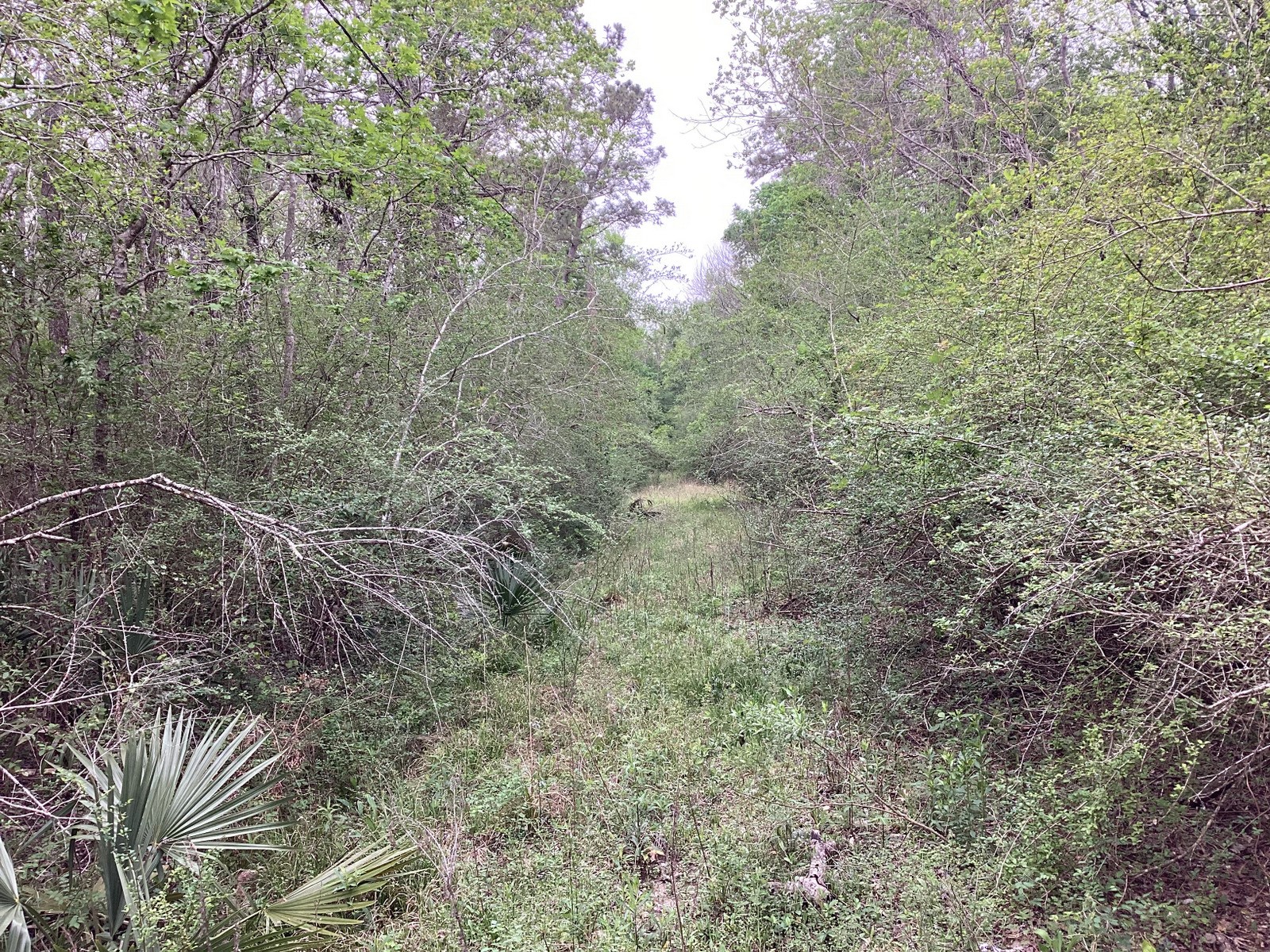0 County Road 4876 Dayton, TX 77535 - Photo 12 of 42 a view of a forest with a tree
