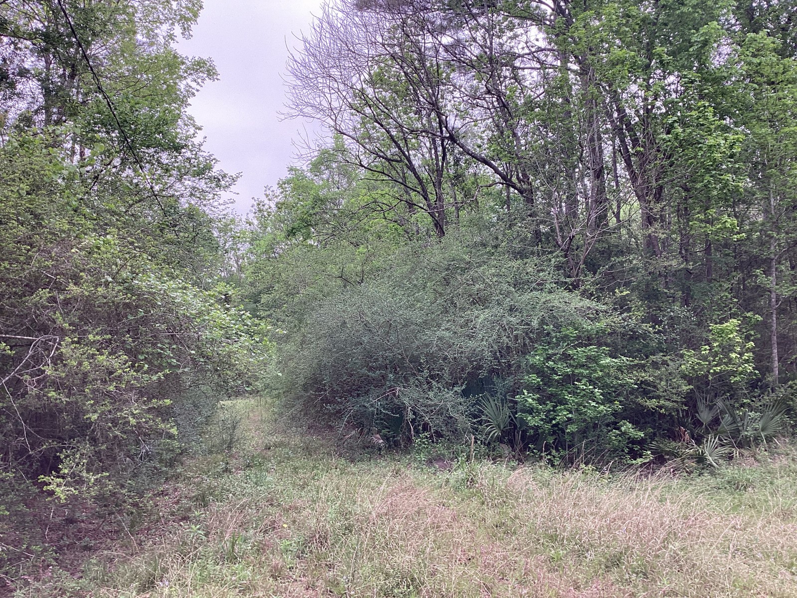 0 County Road 4876 Dayton, TX 77535 - Photo 13 of 42 a view of a dry yard with trees