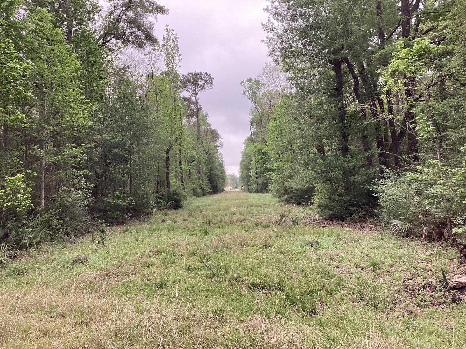 0 County Road 4876 Dayton, TX 77535 - Photo 14 of 42 a view of a yard with large trees