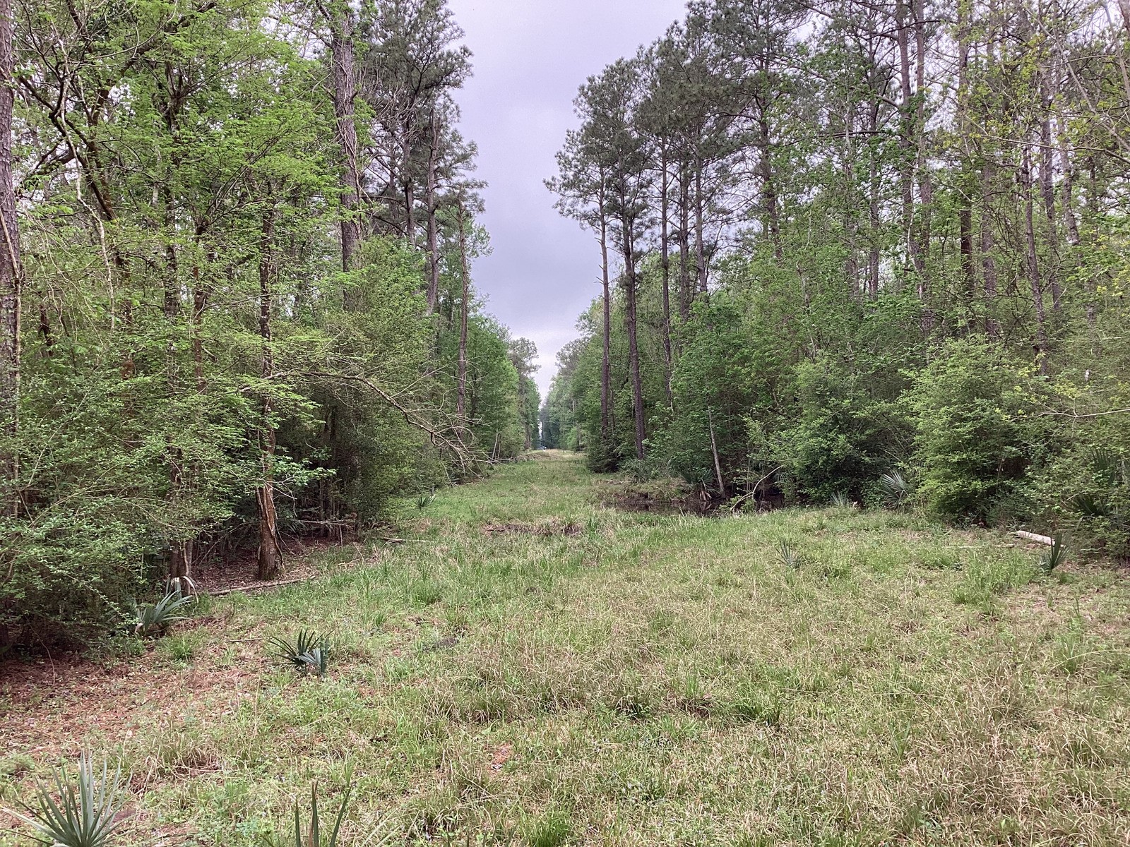 0 County Road 4876 Dayton, TX 77535 - Photo 15 of 42 a big yard with lots of green space and plants