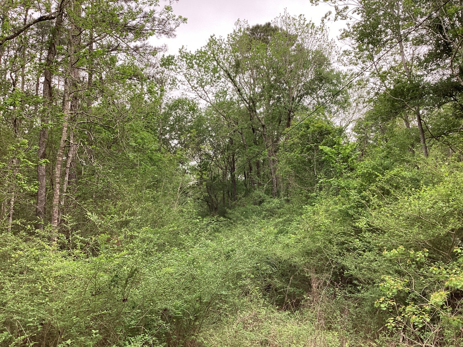 0 County Road 4876 Dayton, TX 77535 - Photo 17 of 42 a view of a lush green forest