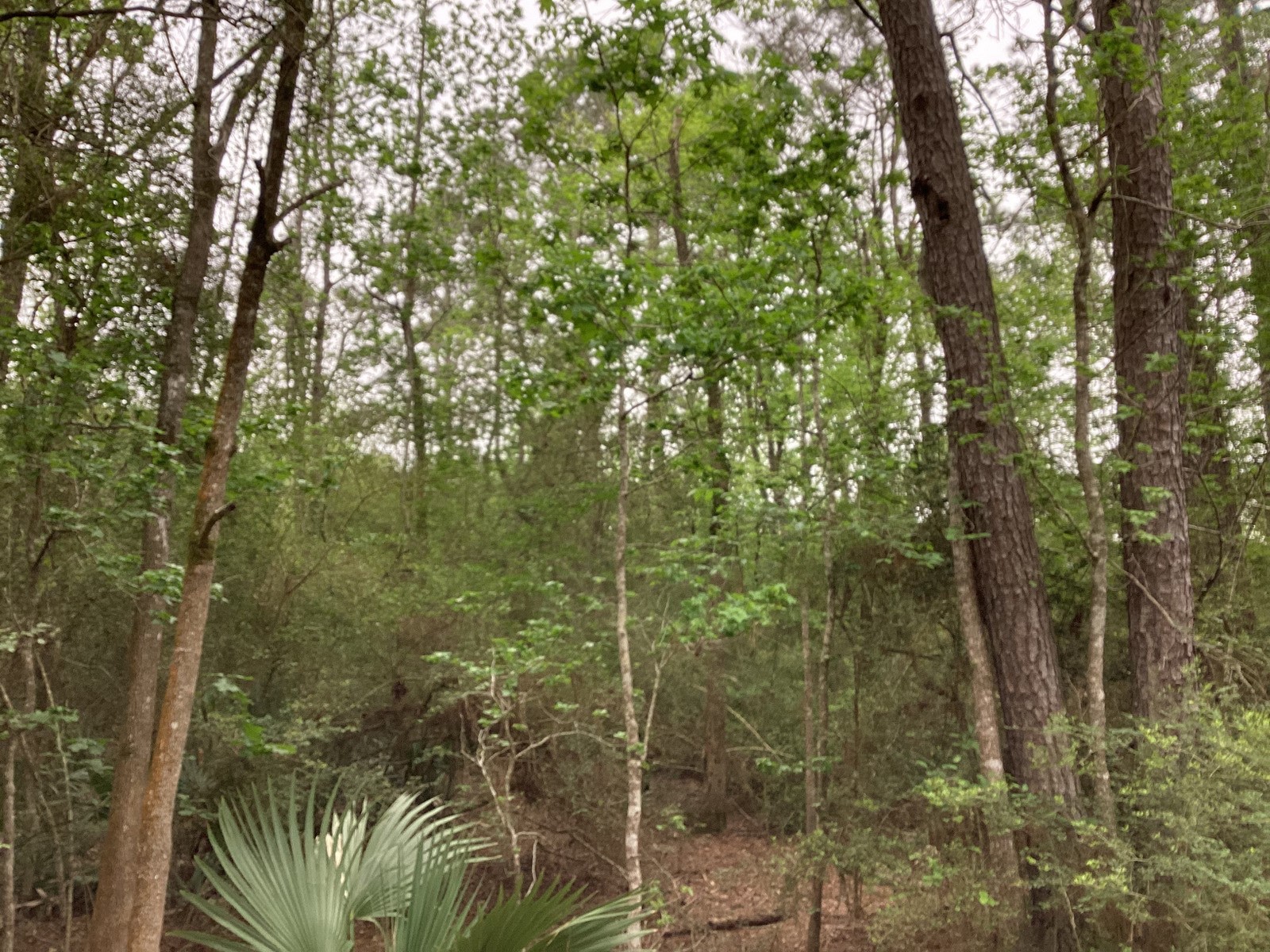 0 County Road 4876 Dayton, TX 77535 - Photo 18 of 42 a view of a forest