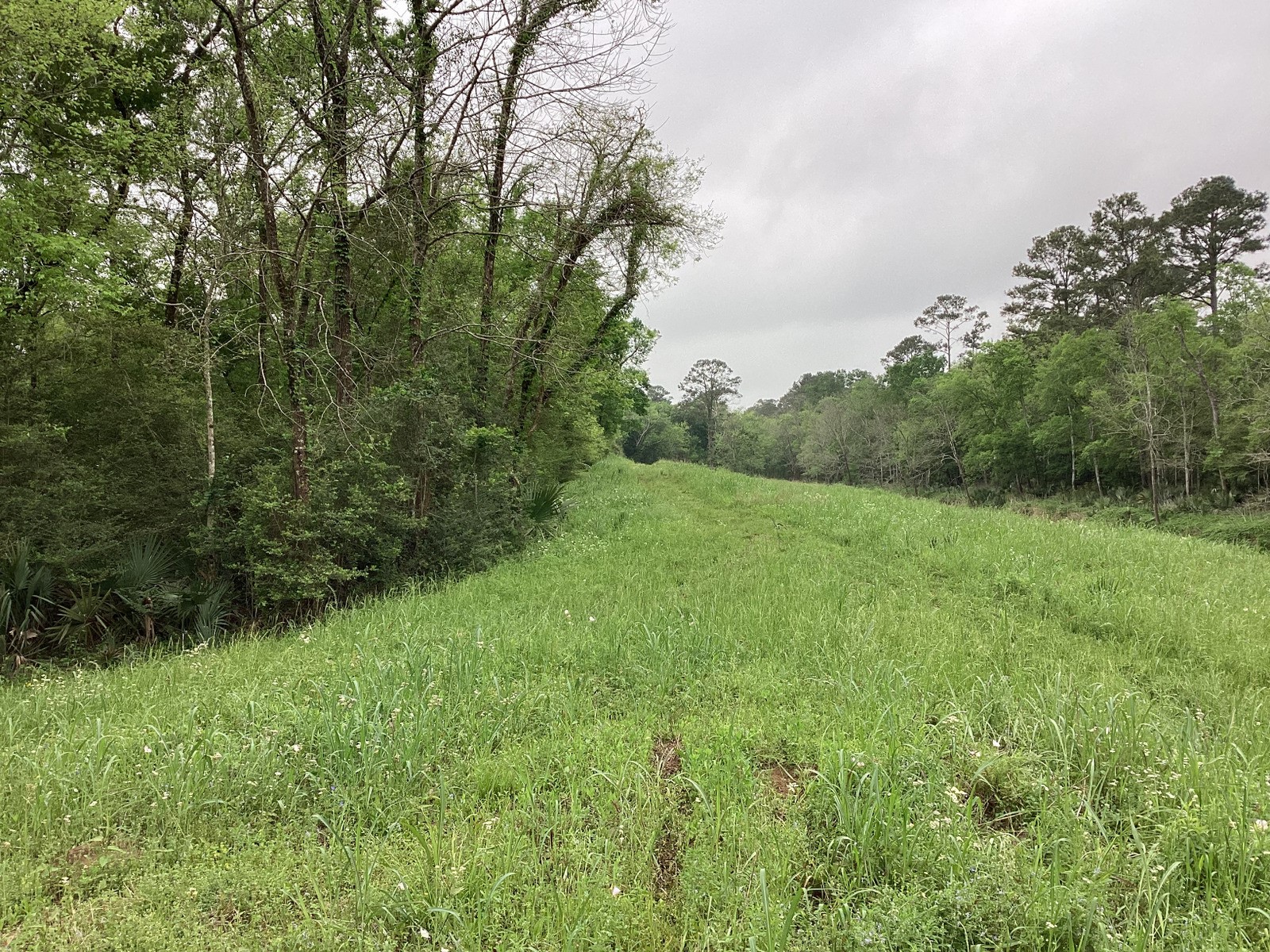 0 County Road 4876 Dayton, TX 77535 - Photo 19 of 42 a view of a lush green forest with large trees