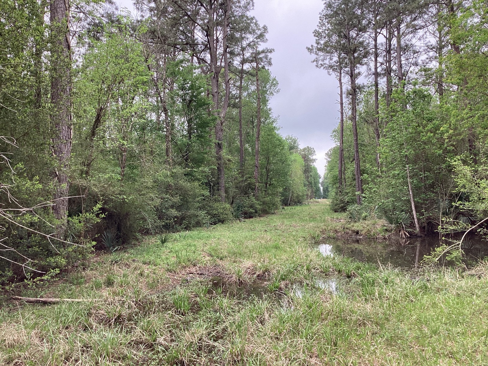 0 County Road 4876 Dayton, TX 77535 - Photo 26 of 42 a view of a forest with trees in the background