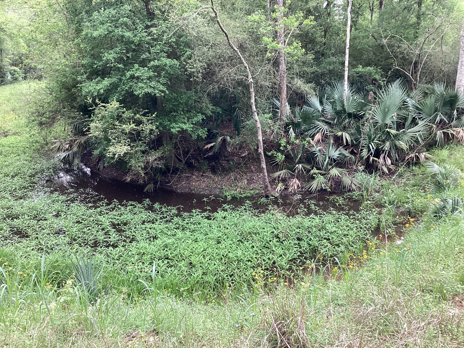 0 County Road 4876 Dayton, TX 77535 - Photo 30 of 42 a view of a lush green forest with lots of trees