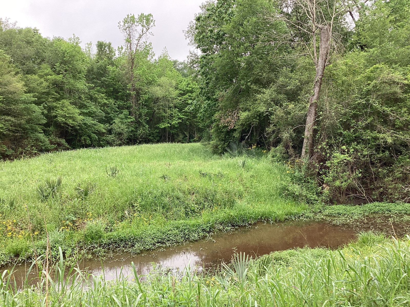 0 County Road 4876 Dayton, TX 77535 - Photo 32 of 42 a view of a yard with a tree