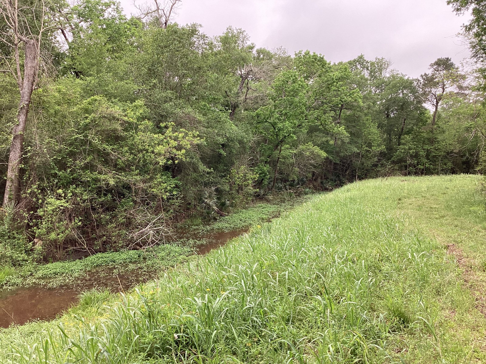 0 County Road 4876 Dayton, TX 77535 - Photo 33 of 42 a view of a yard with a tree