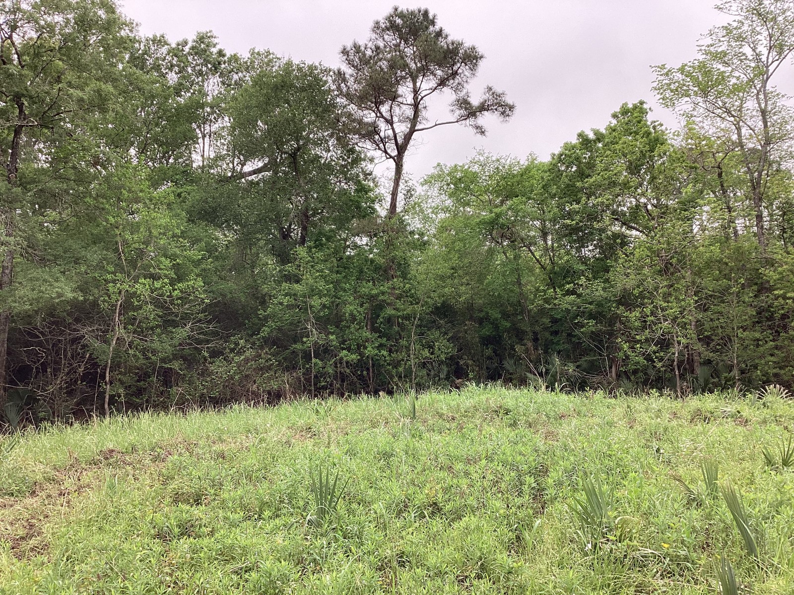 0 County Road 4876 Dayton, TX 77535 - Photo 34 of 42 a view of a yard