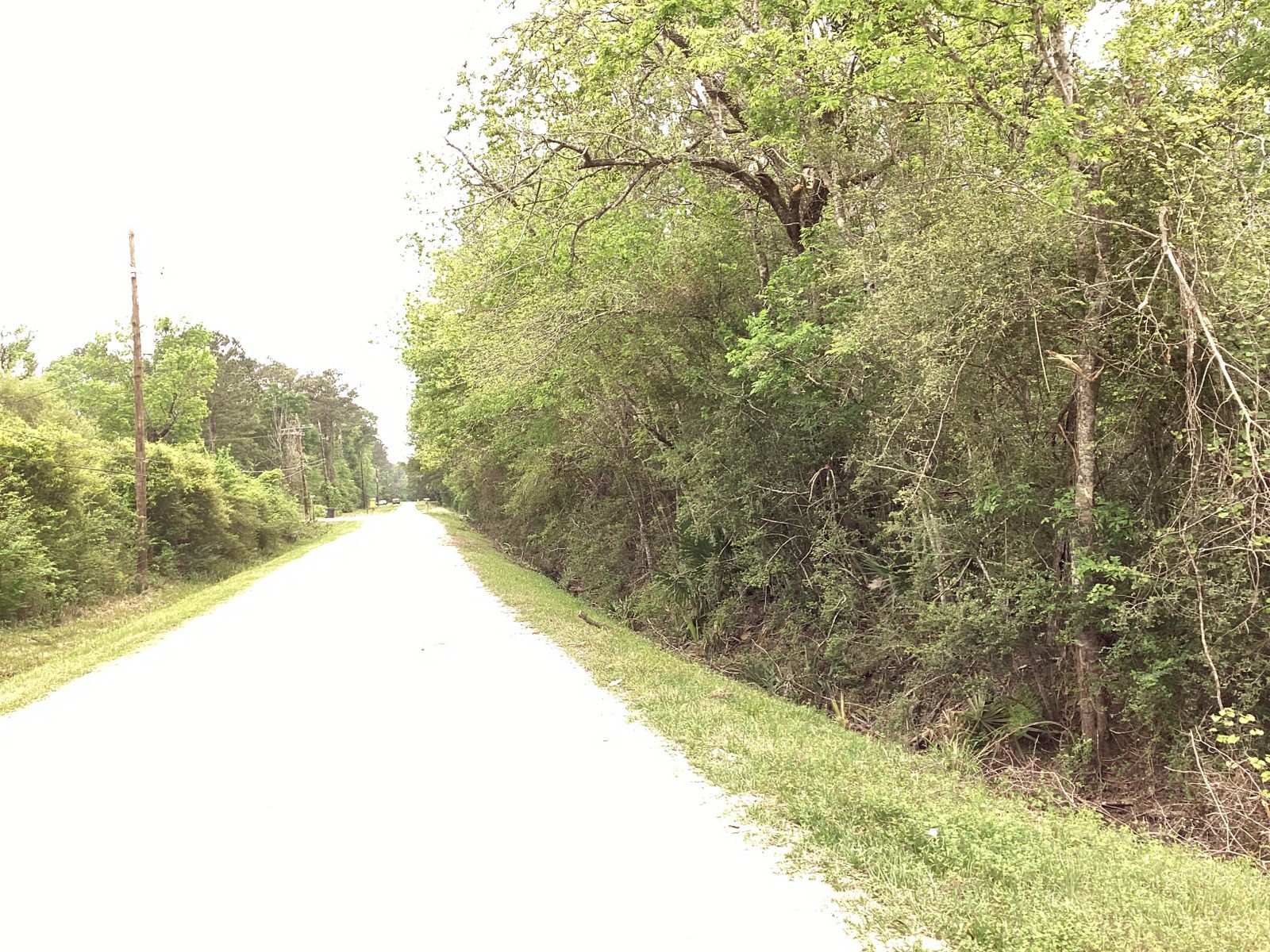 0 County Road 4876 Dayton, TX 77535 - Photo 7 of 42 a view of a yard with large trees