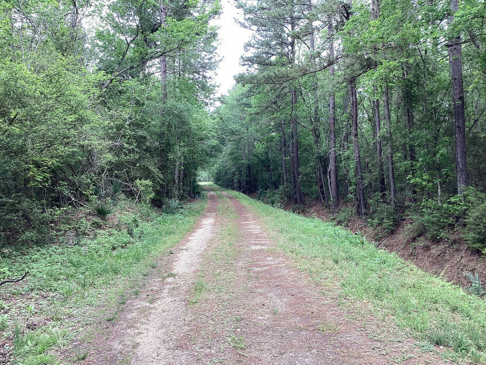 0 County Road 4876 Dayton, TX 77535 - Photo 8 of 42 a view of a forest with trees in the background